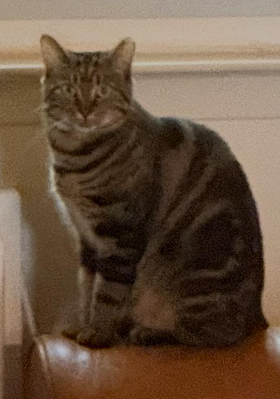 SARA, a Adoptable Domestic Short Hair in Spotswood, NJ image 6/6