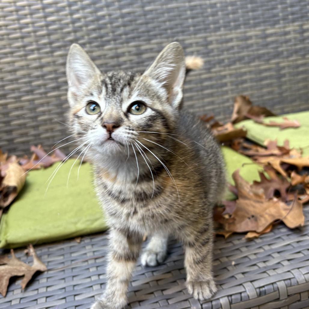 Matilda, Adoptable, Kitten Female Domestic Short Hair.
