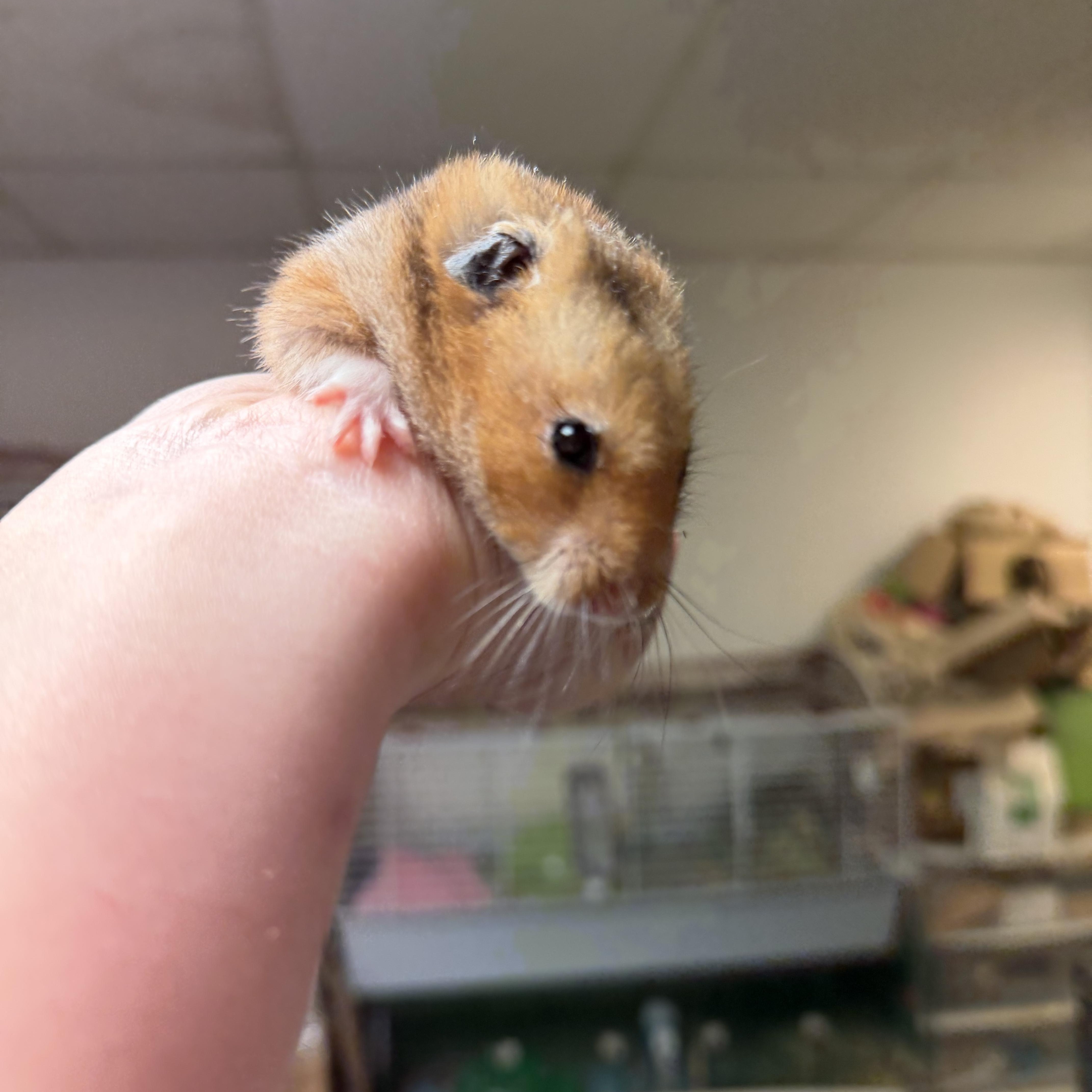 Enlarge Cheddar: video!!, an adopted Hamster in Edinburg, PA image 5/6