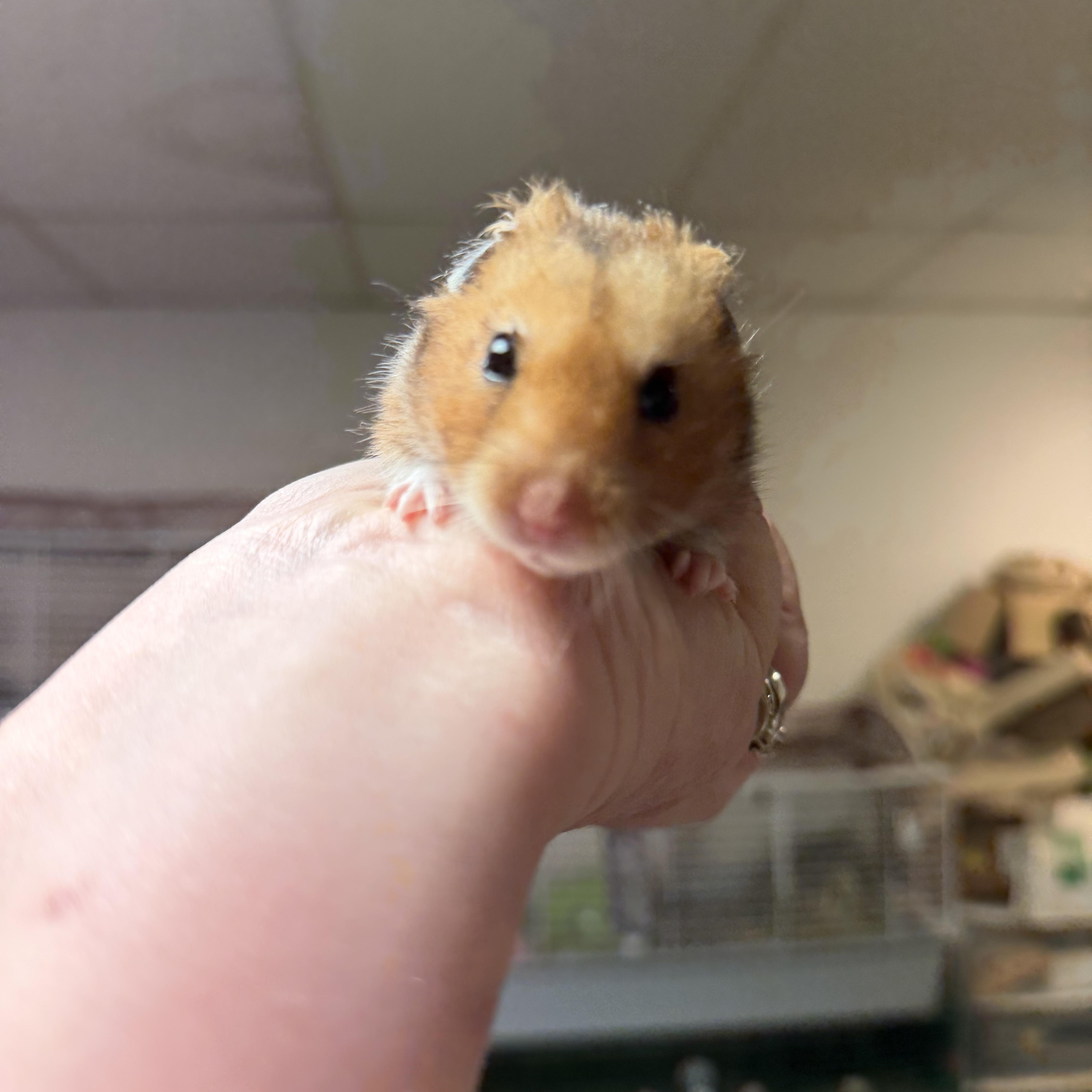 Enlarge Cheddar: video!!, an adopted Hamster in Edinburg, PA image 2/6