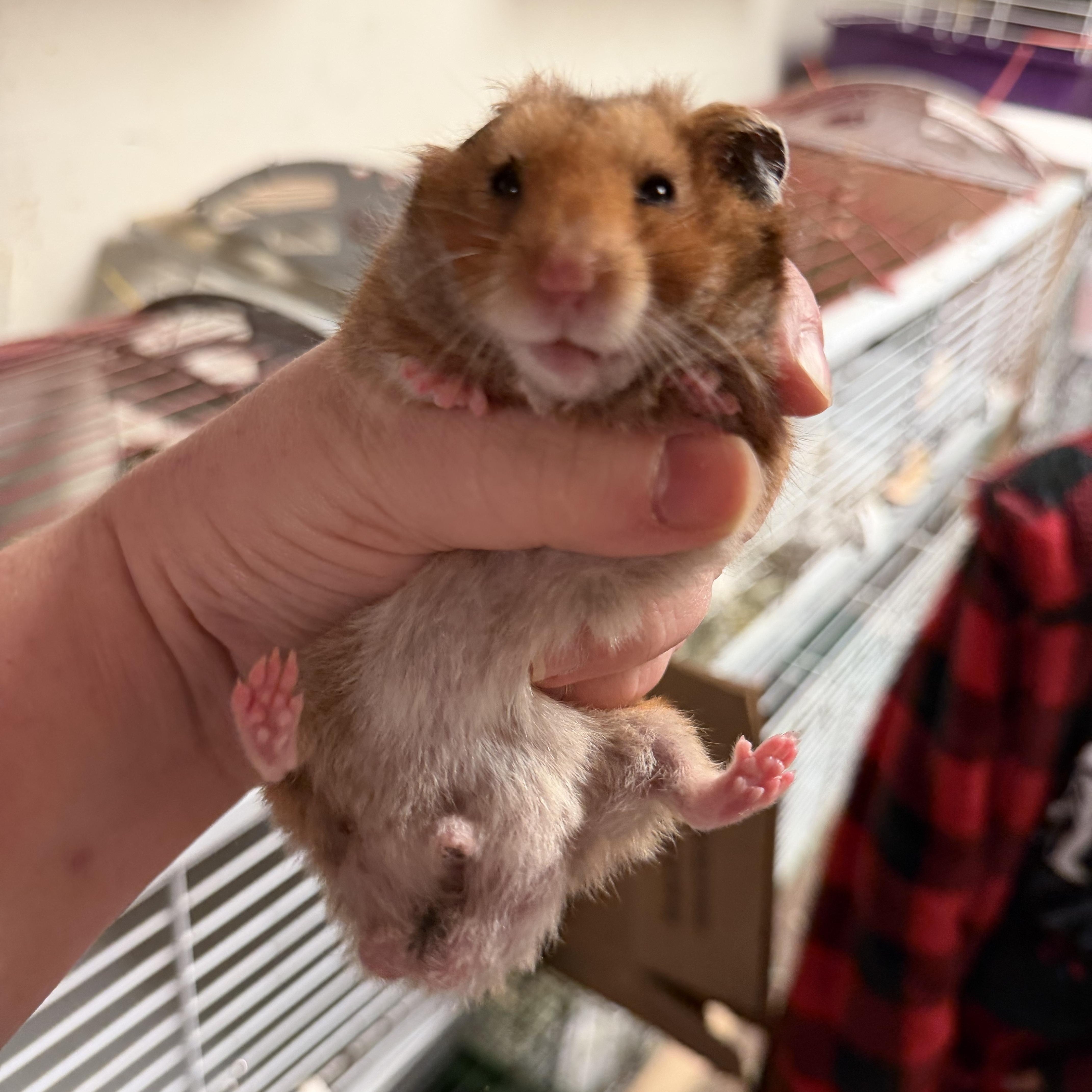 Enlarge Cheddar: video!!, an adopted Hamster in Edinburg, PA image 6/6
