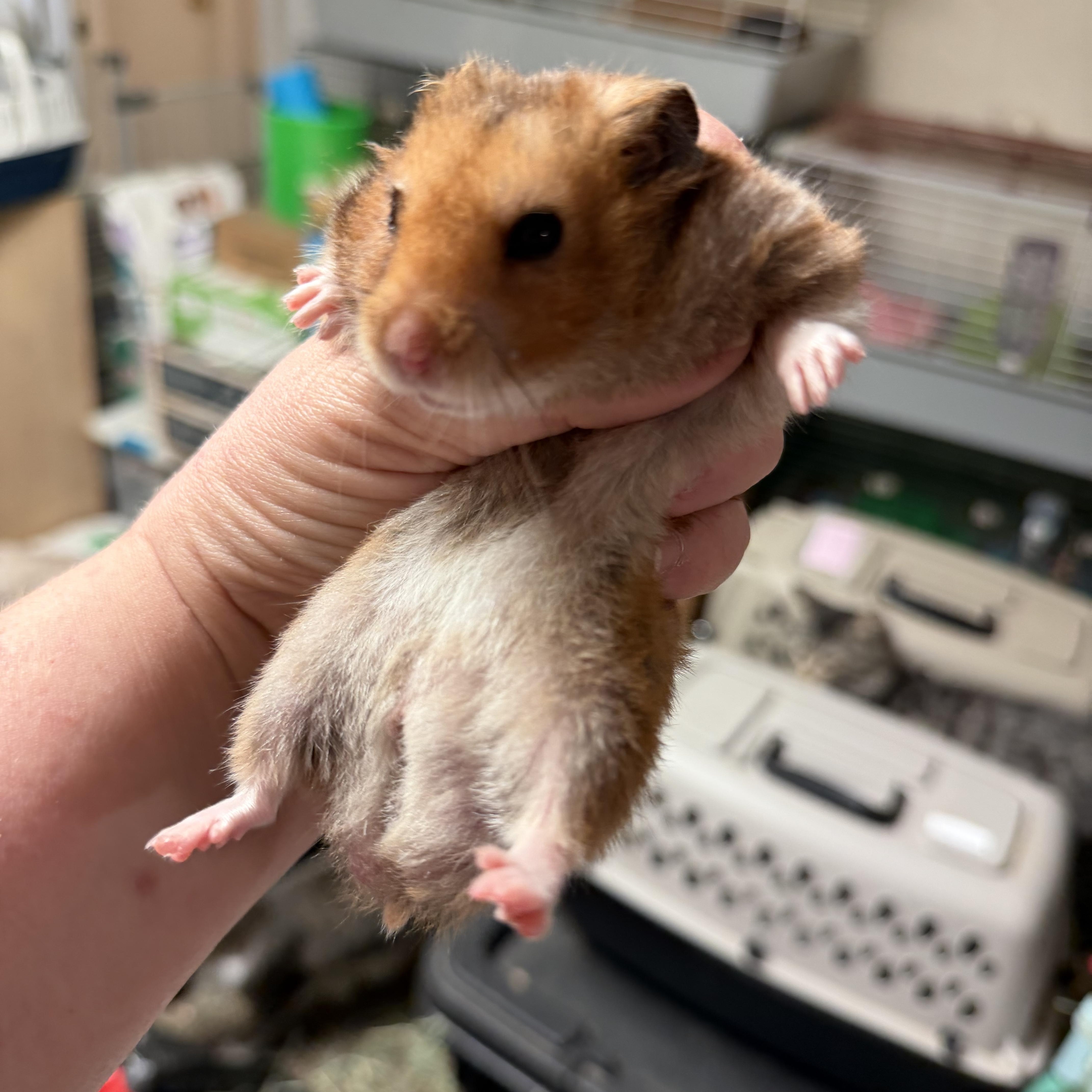 Enlarge Cheddar: video!!, an adopted Hamster in Edinburg, PA image 4/6
