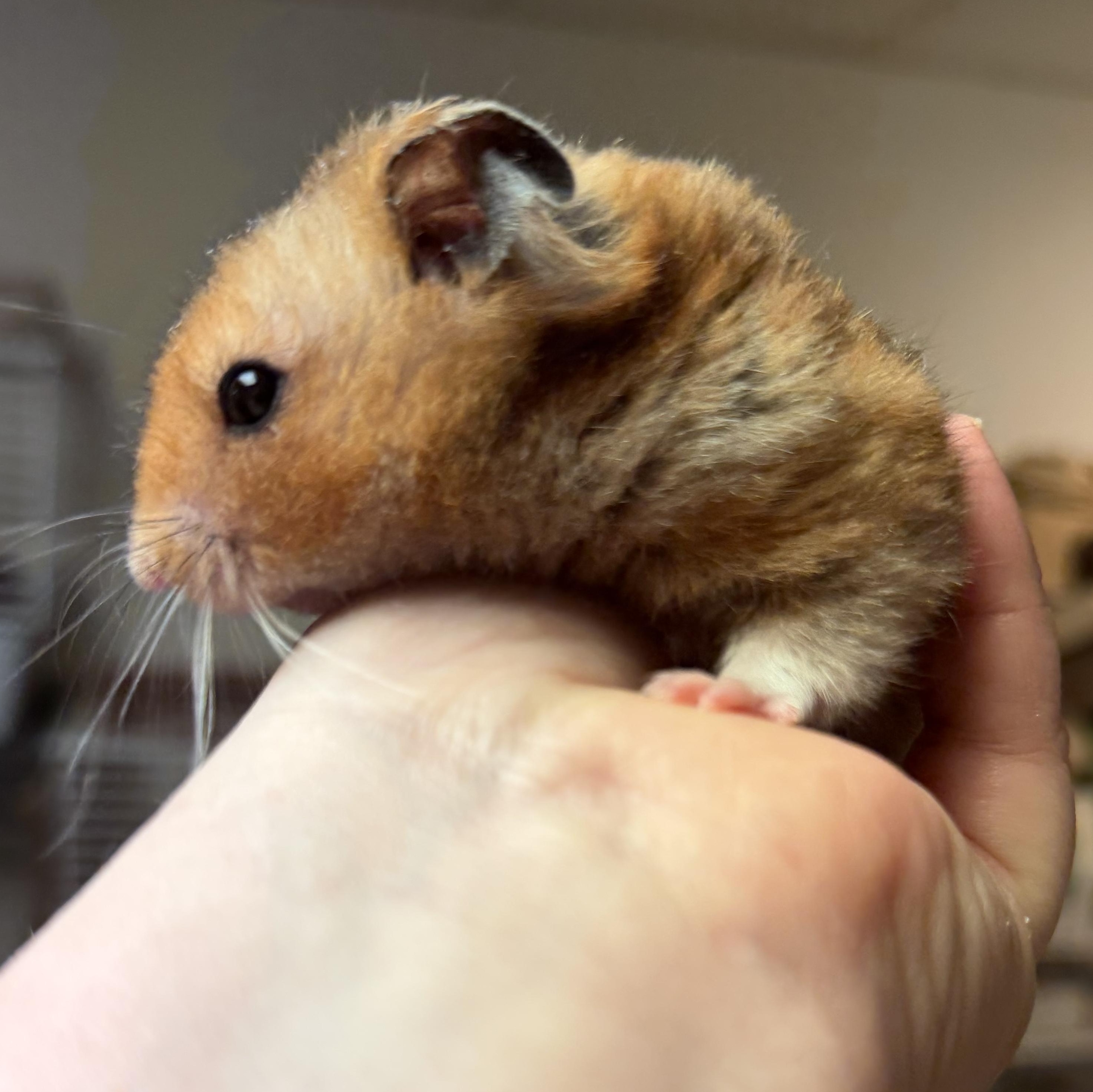 Enlarge Cheddar: video!!, an adopted Hamster in Edinburg, PA image 1/6