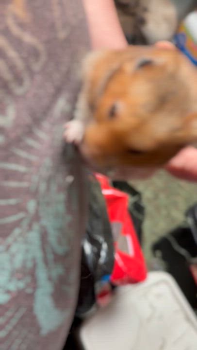 Enlarge Cheddar: video!!, an adopted Hamster in Edinburg, PA video 3/6