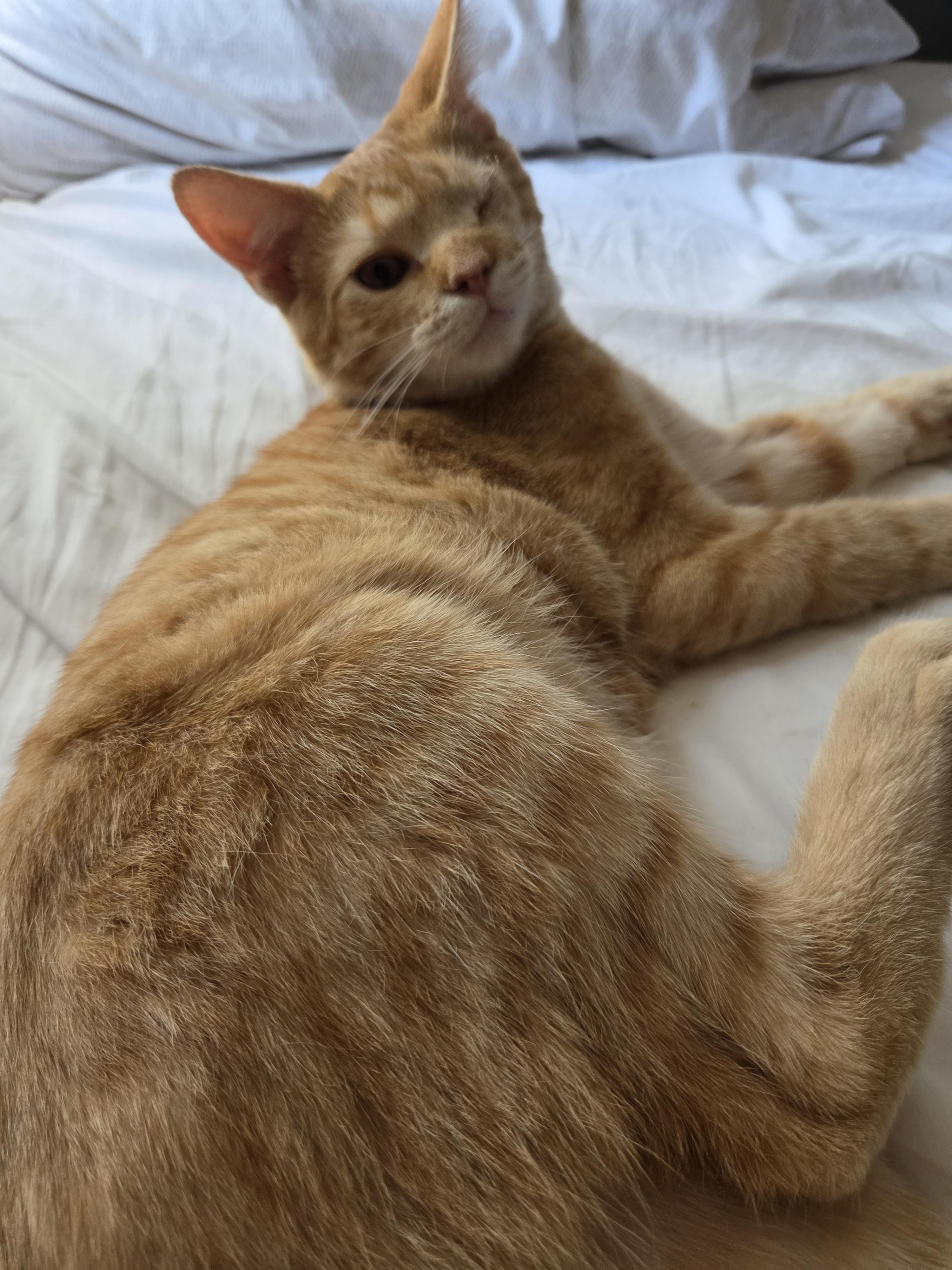 Enlarge Clover, a Adoptable Domestic Short Hair in Minneapolis, MN image 3/4