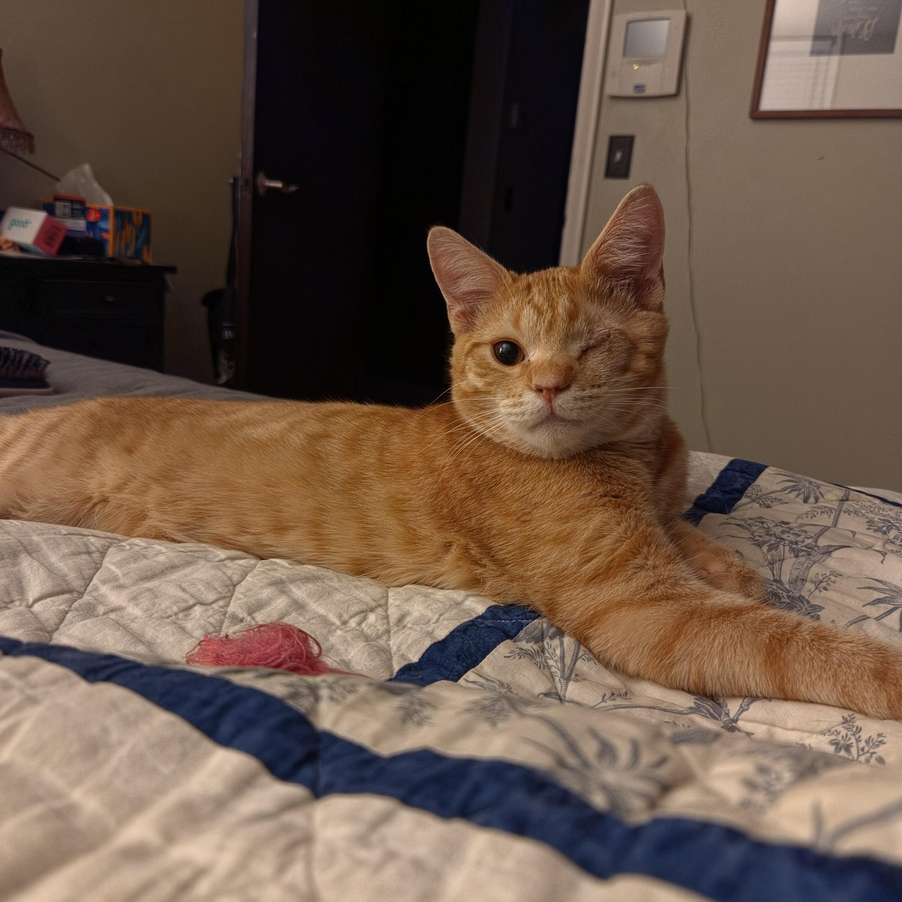 Enlarge Clover, a Adoptable Domestic Short Hair in Minneapolis, MN image 1/4