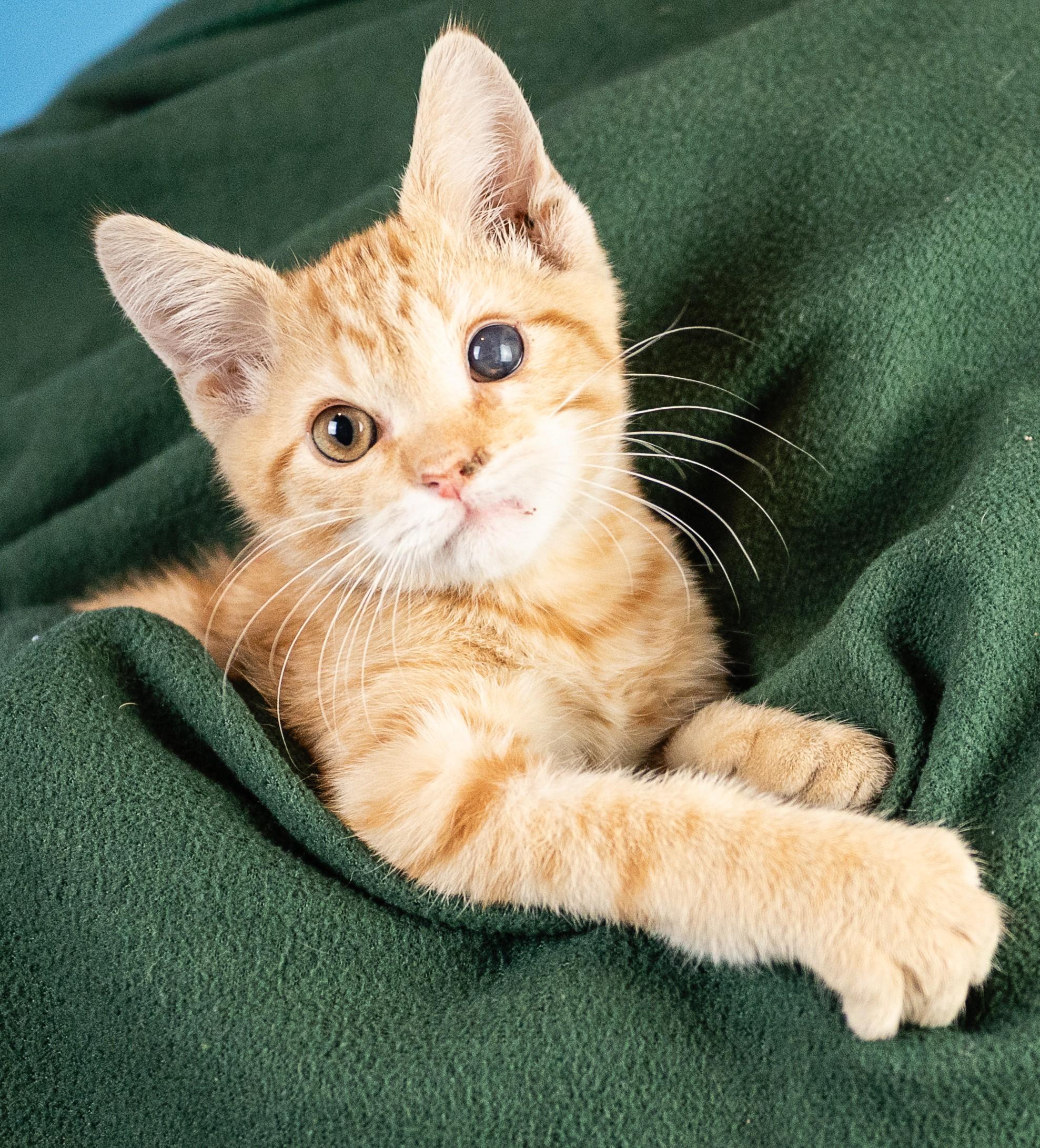 Enlarge Clover, a ADOPTABLE Domestic Short Hair in Minneapolis, MN image 1/1