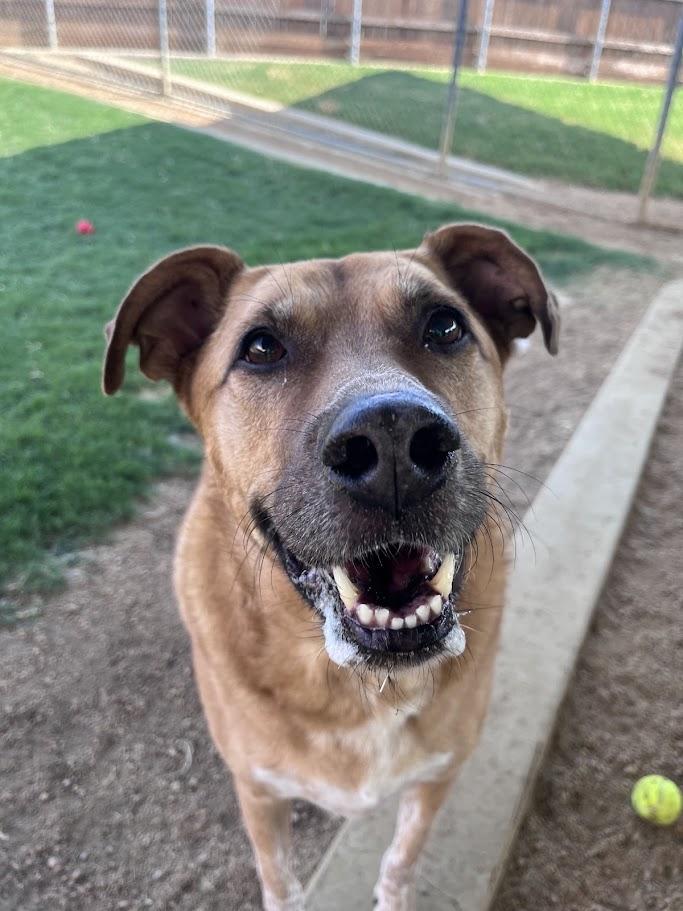 Enlarge Benson* A157632, an adoptable mixed breed in Plano, TX image 3/6