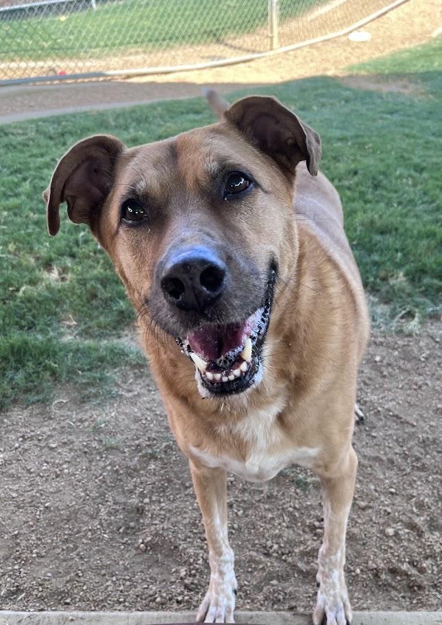 Enlarge Benson* A157632, an adoptable mixed breed in Plano, TX image 2/6