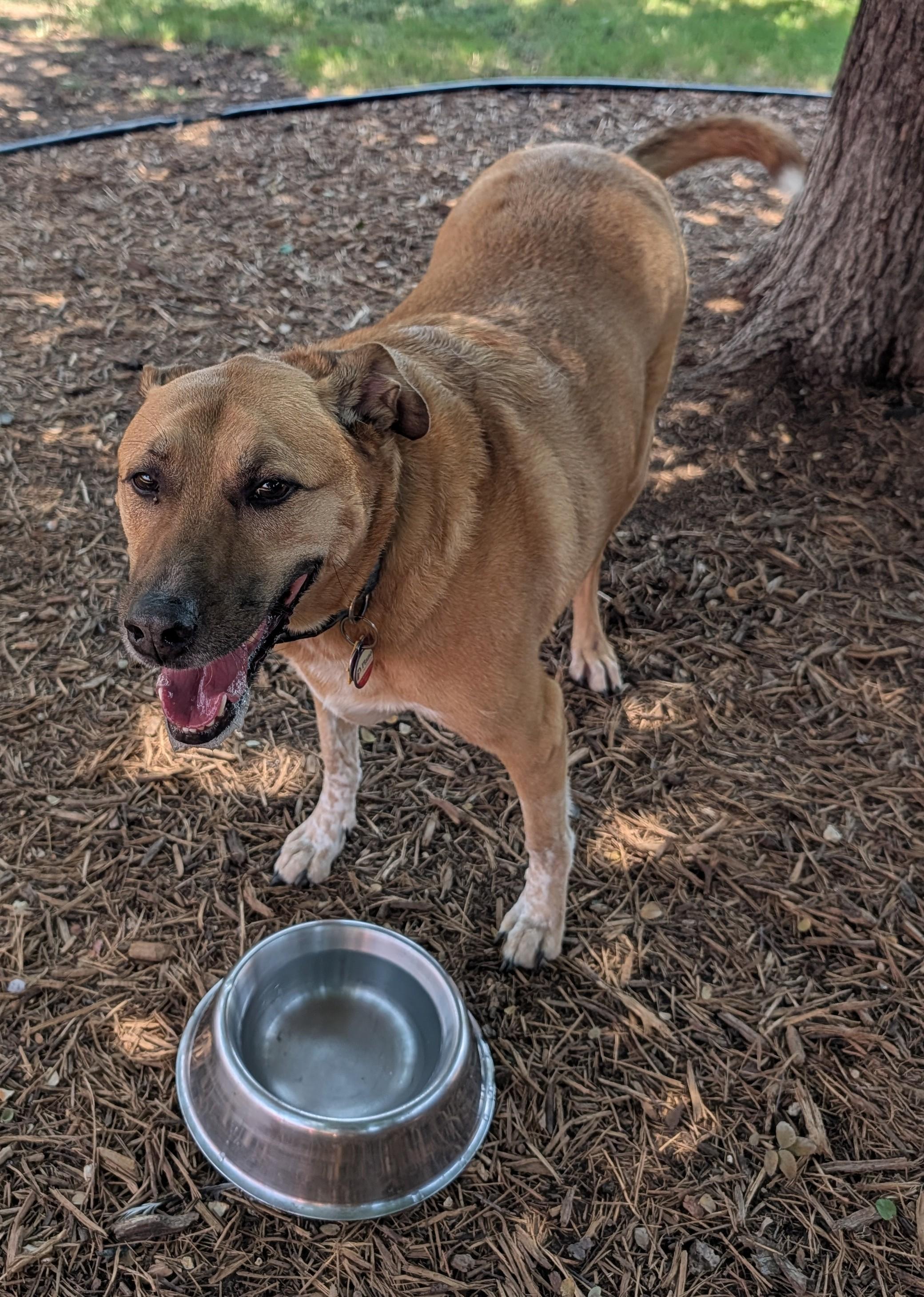 Benson* A157632, an adoptable mixed breed in Plano, TX image 5/6