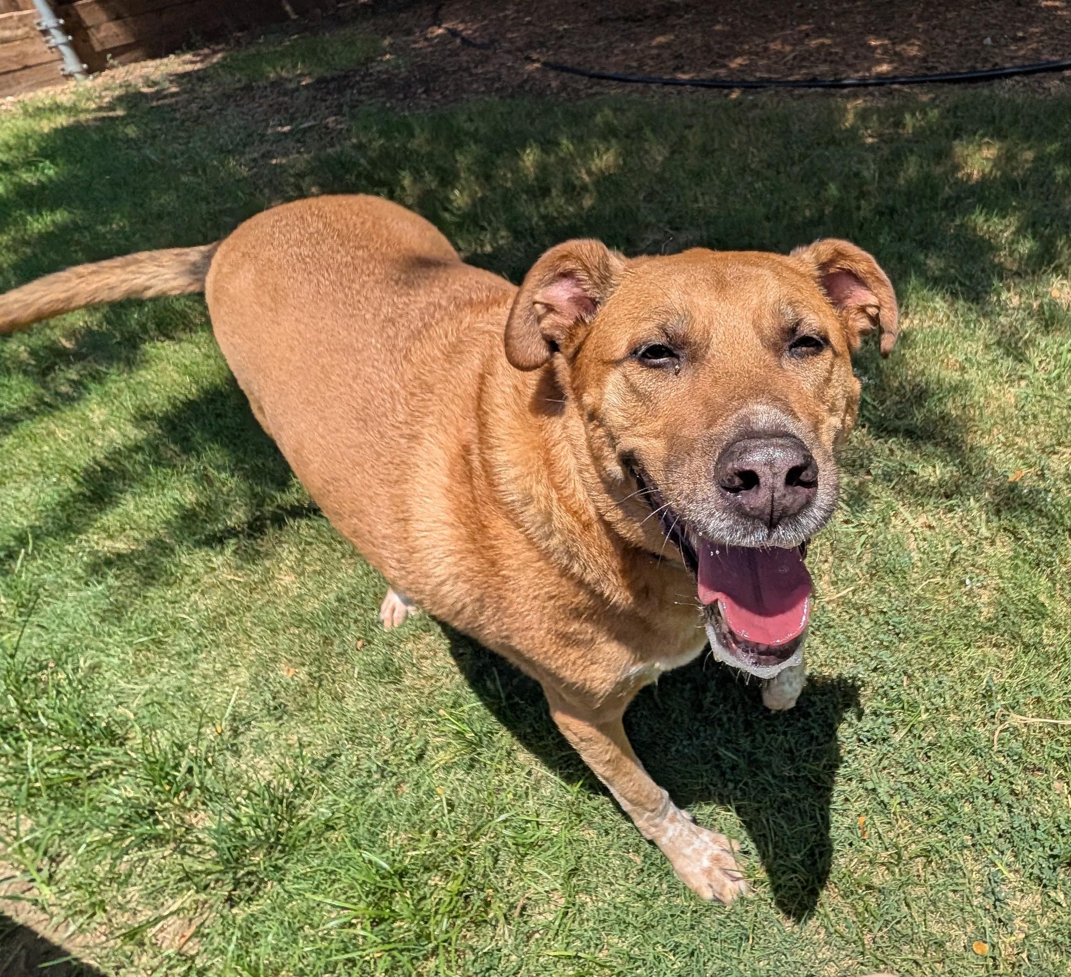 Benson* A157632, an adoptable mixed breed in Plano, TX image 4/6