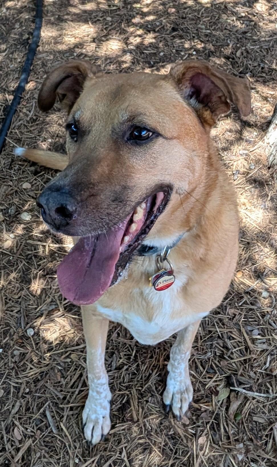Benson* A157632, an adoptable mixed breed in Plano, TX image 2/6