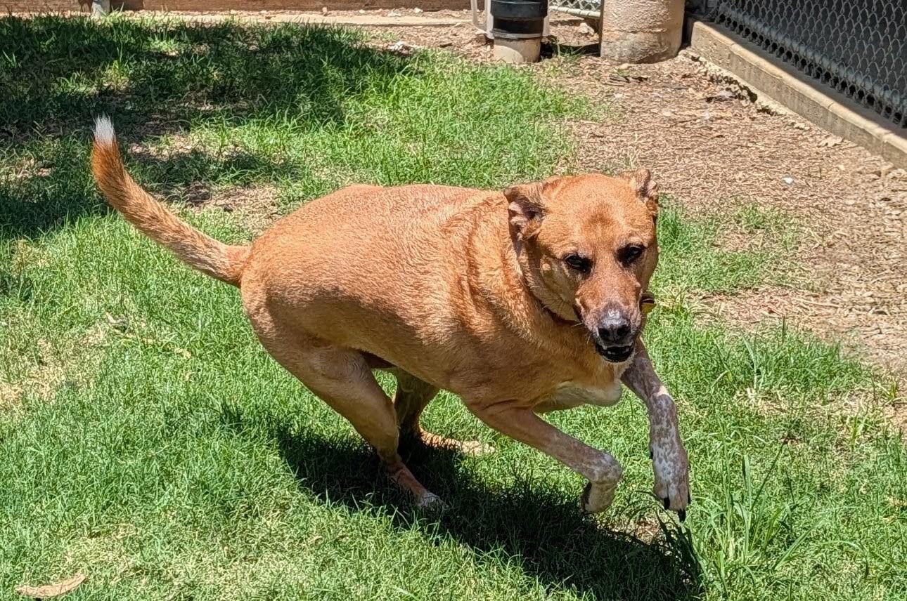 Benson* A157632, an adoptable mixed breed in Plano, TX image 6/6