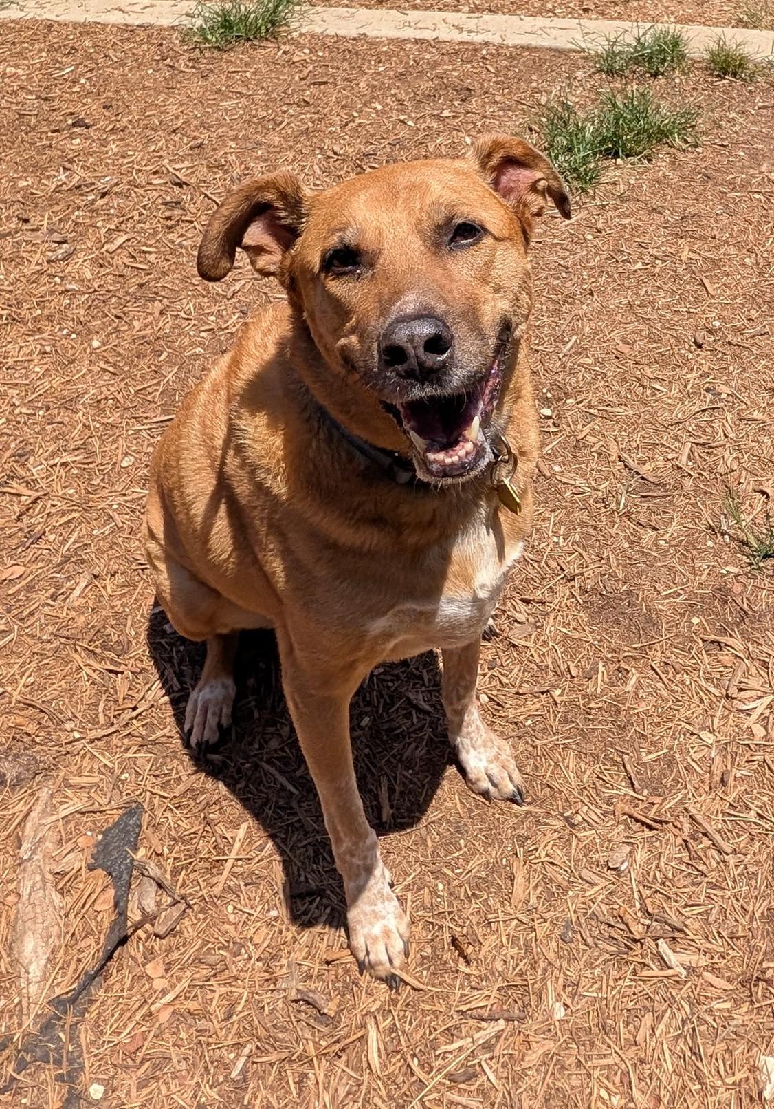 Benson* A157632, an adoptable mixed breed in Plano, TX image 3/6