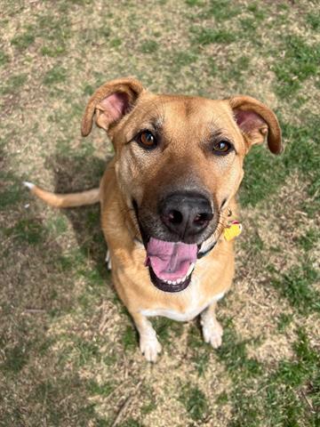 Benson* A157632, an adoptable mixed breed in Plano, TX image 1/6
