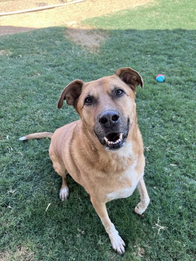 Enlarge Benson* A157632, an adoptable mixed breed in Plano, TX image 1/6