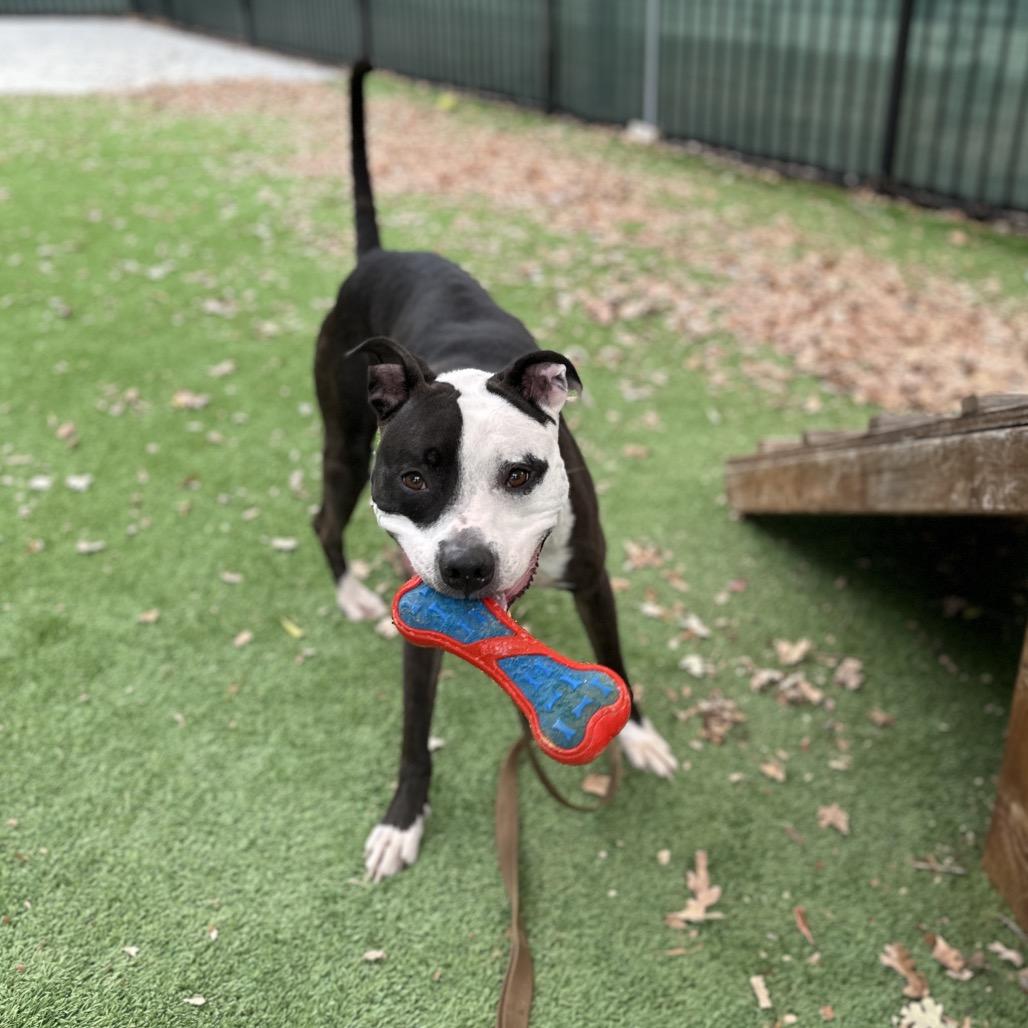 Enlarge Taz - ECAS, a Adoptable mixed breed in Pleasanton, CA image 1/6