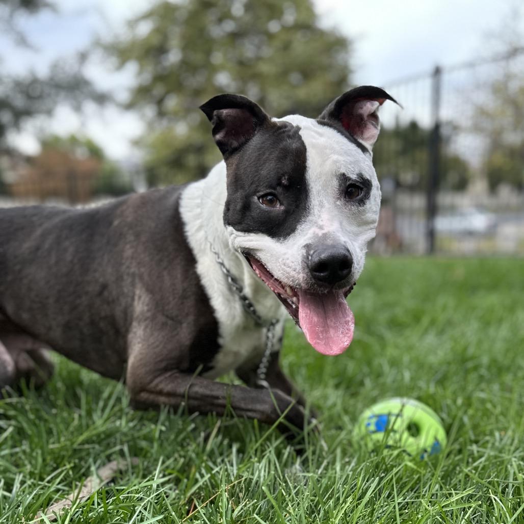 Enlarge Taz - ECAS, a Adoptable mixed breed in Pleasanton, CA image 2/6