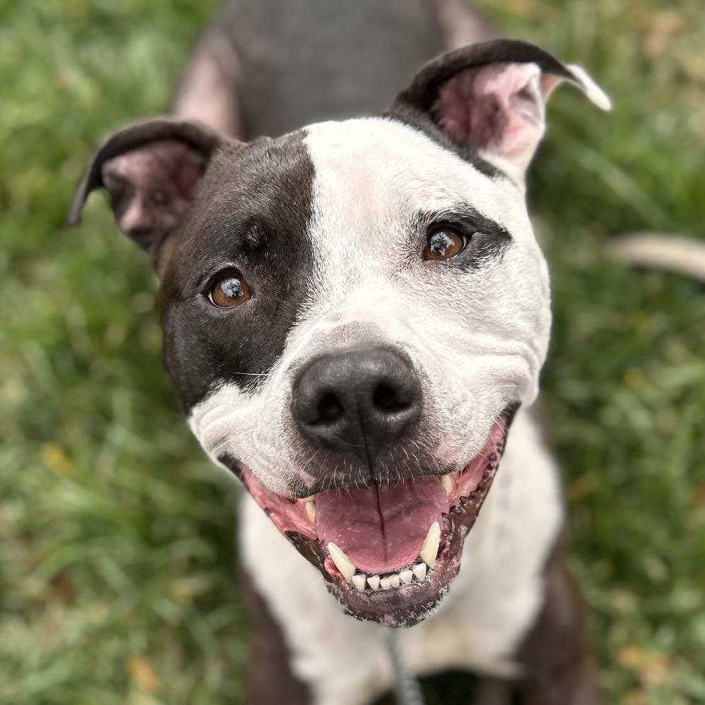 Enlarge Taz - ECAS, a Adoptable mixed breed in Pleasanton, CA image 3/6