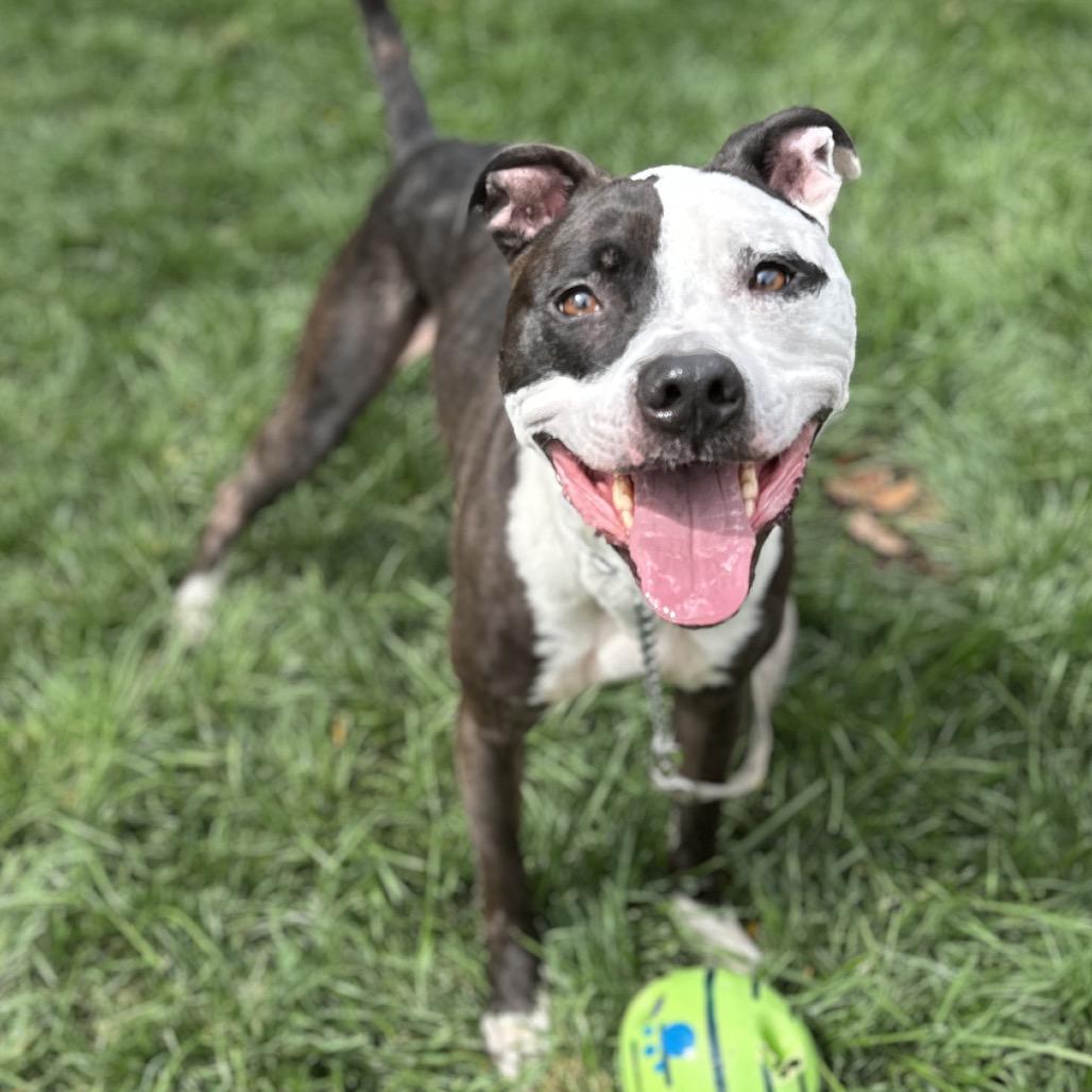 Enlarge Taz - ECAS, a Adoptable mixed breed in Pleasanton, CA image 4/6