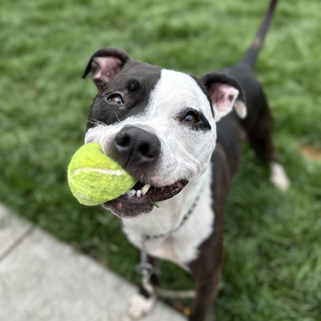 Enlarge Taz - ECAS, a Adoptable mixed breed in Pleasanton, CA image 5/6