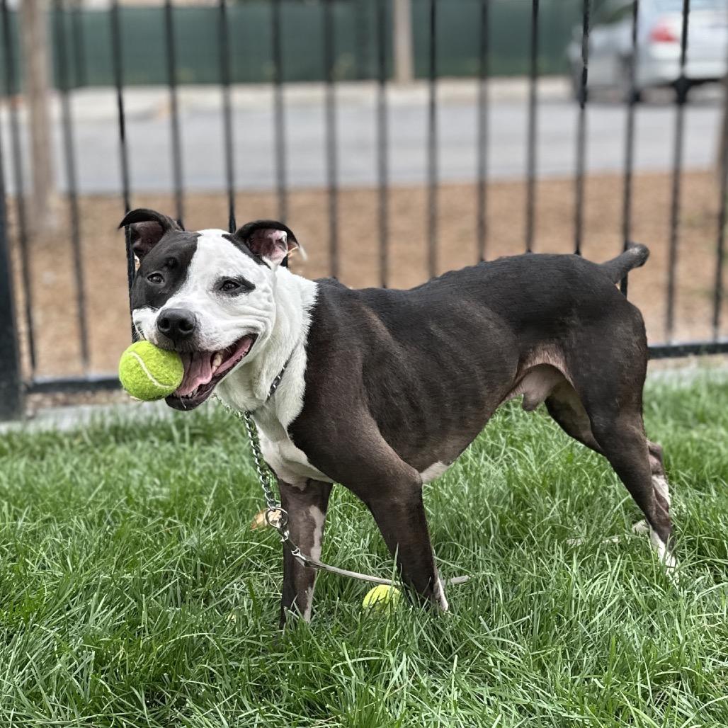 Enlarge Taz - ECAS, a Adoptable mixed breed in Pleasanton, CA image 6/6
