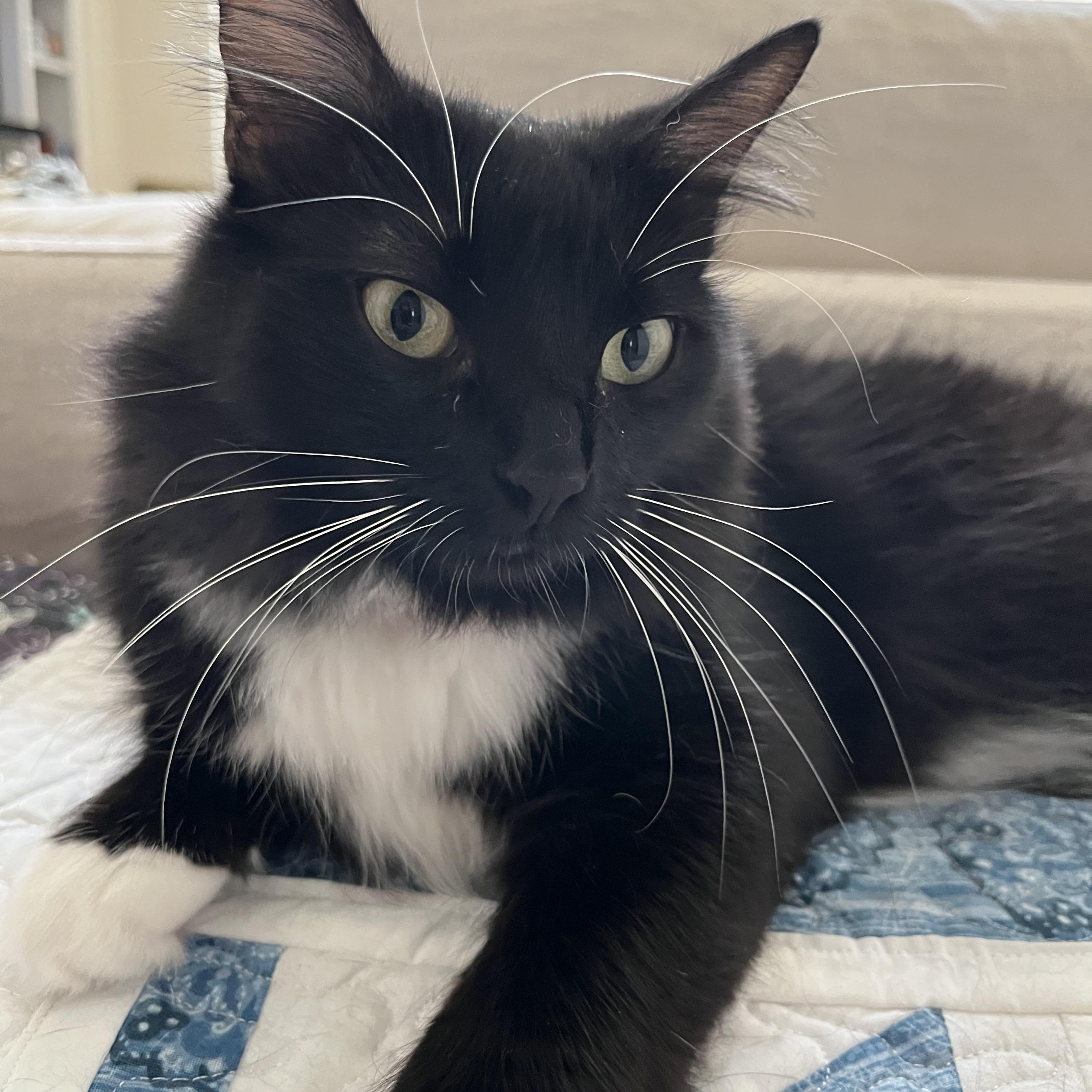 Enlarge Madison, a ADOPTABLE Domestic Long Hair in Katy, TX image 1/1