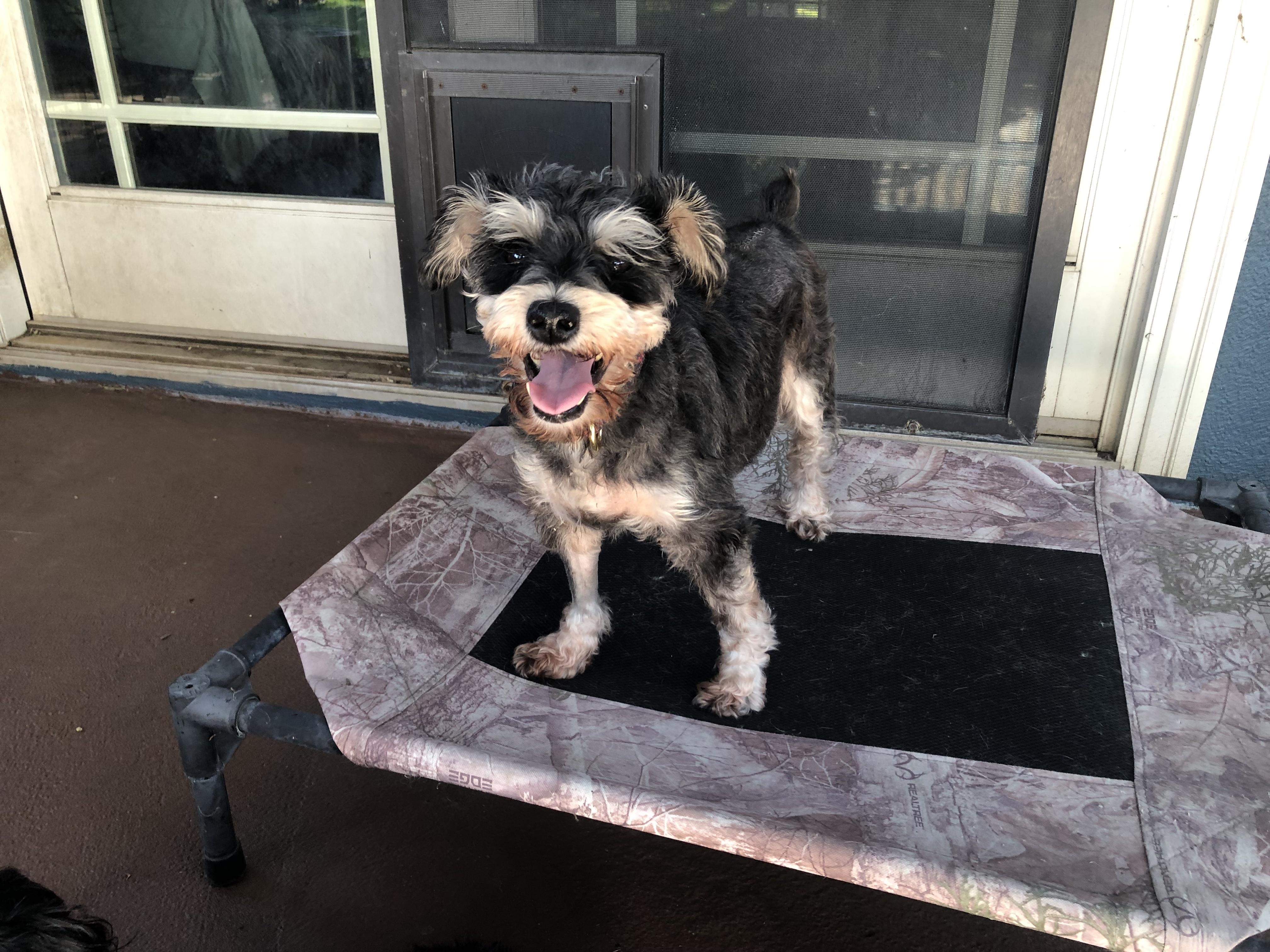 Ali, Adoptable, Adult Female Schnauzer.