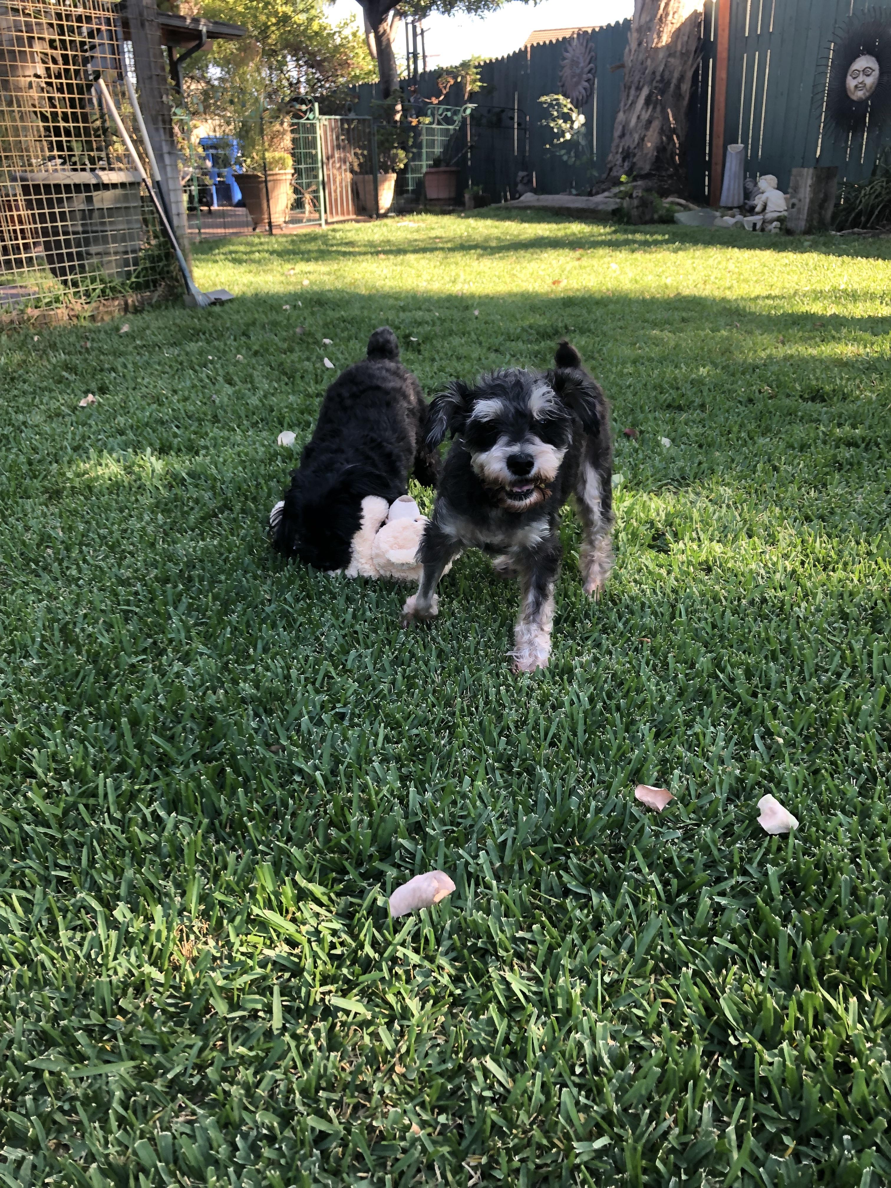 Ali, a Adoptable Schnauzer in Monrovia , CA image 2/6