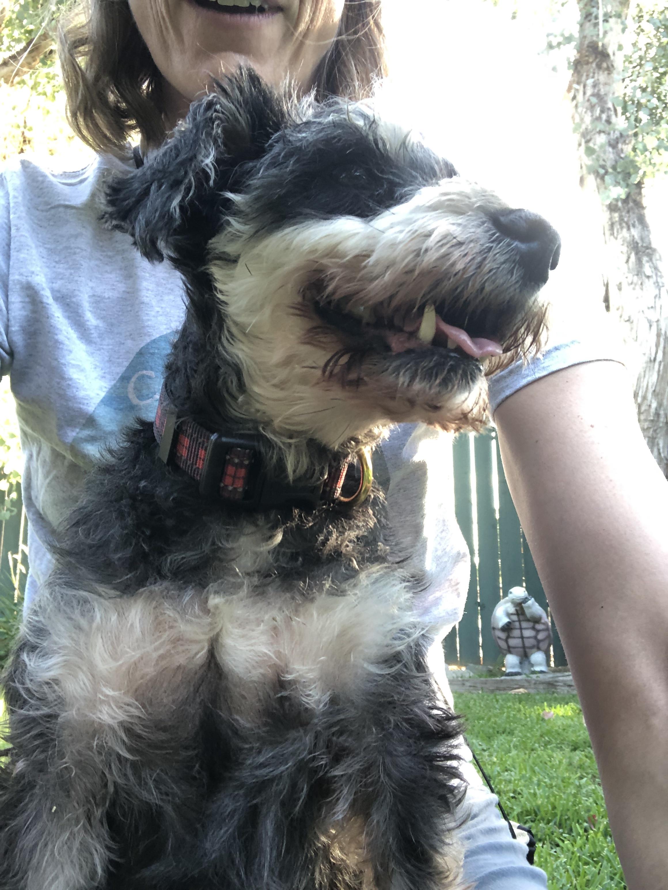 Ali, a Adoptable Schnauzer in Monrovia , CA image 3/6