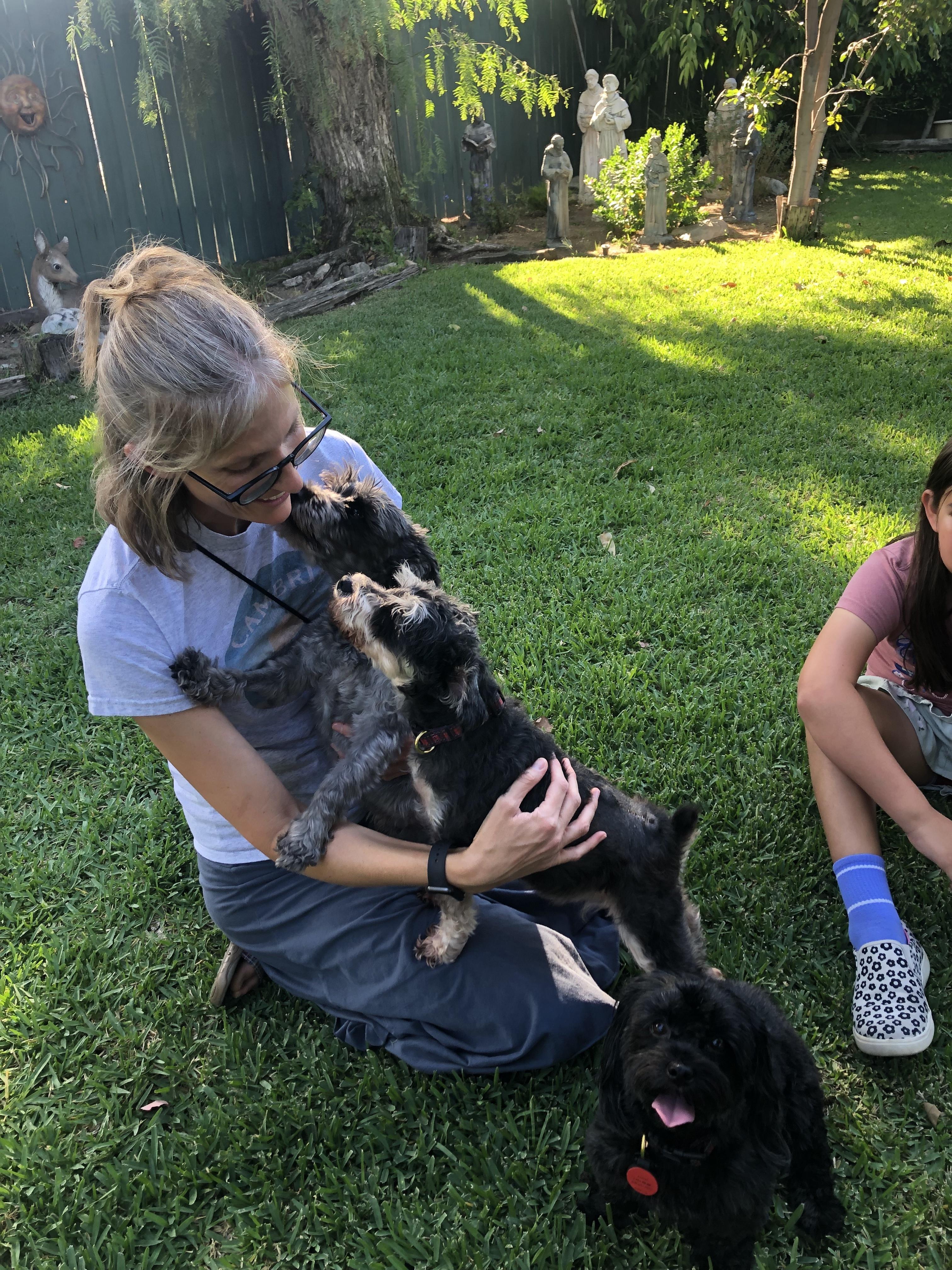 Ali, a Adoptable Schnauzer in Monrovia , CA image 4/6