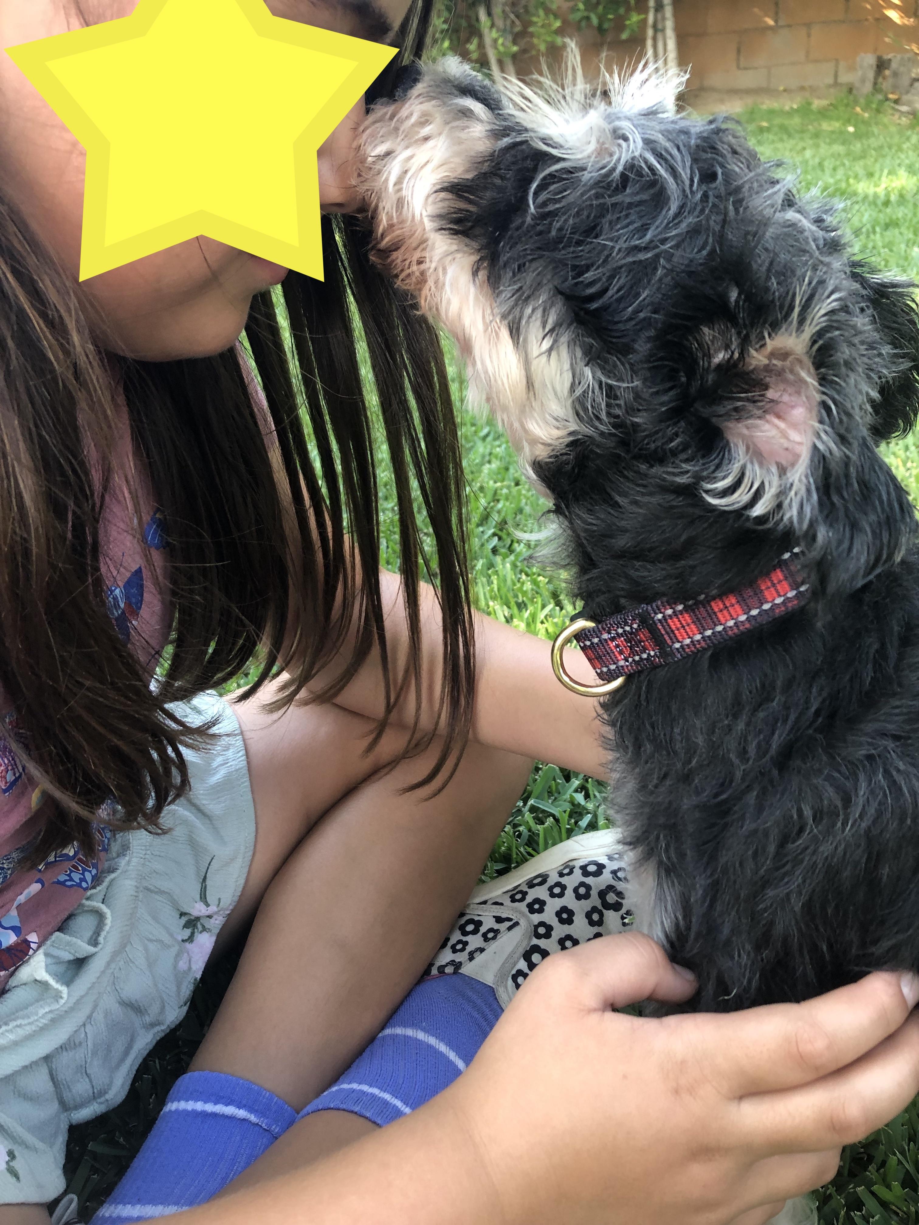 Ali, a Adoptable Schnauzer in Monrovia , CA image 5/6