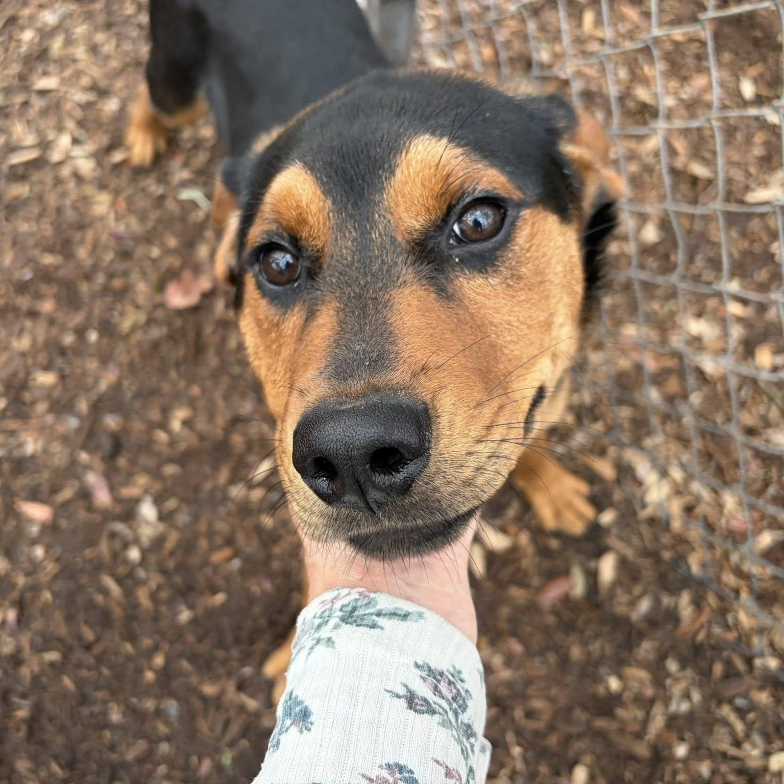 Damon, ADOPTABLE, Young Male Mixed Breed.