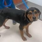 Enlarge Damon, a ADOPTABLE Mixed Breed in St. Augustine, FL image 1/1