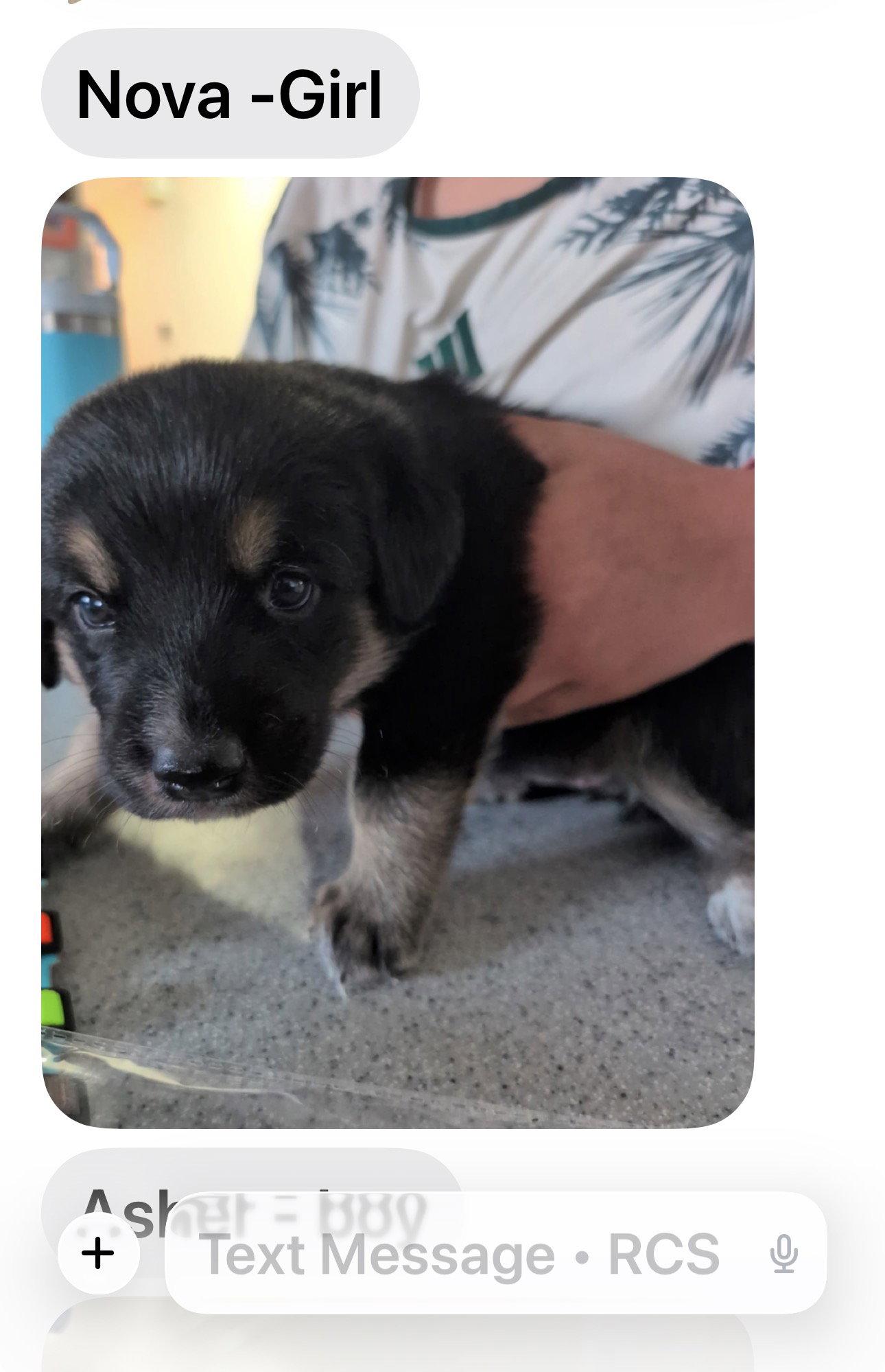 Nova Baby, Adoptable, Puppy Female Rottweiler & Great Pyrenees.