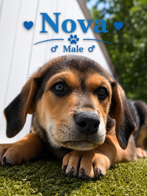 Nova Baby, a Adoptable mixed breed in Midway, UT image 2/2