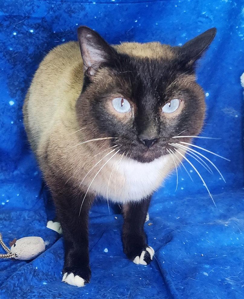 260132  Toast, Adopted, Adult Female Domestic Short Hair.