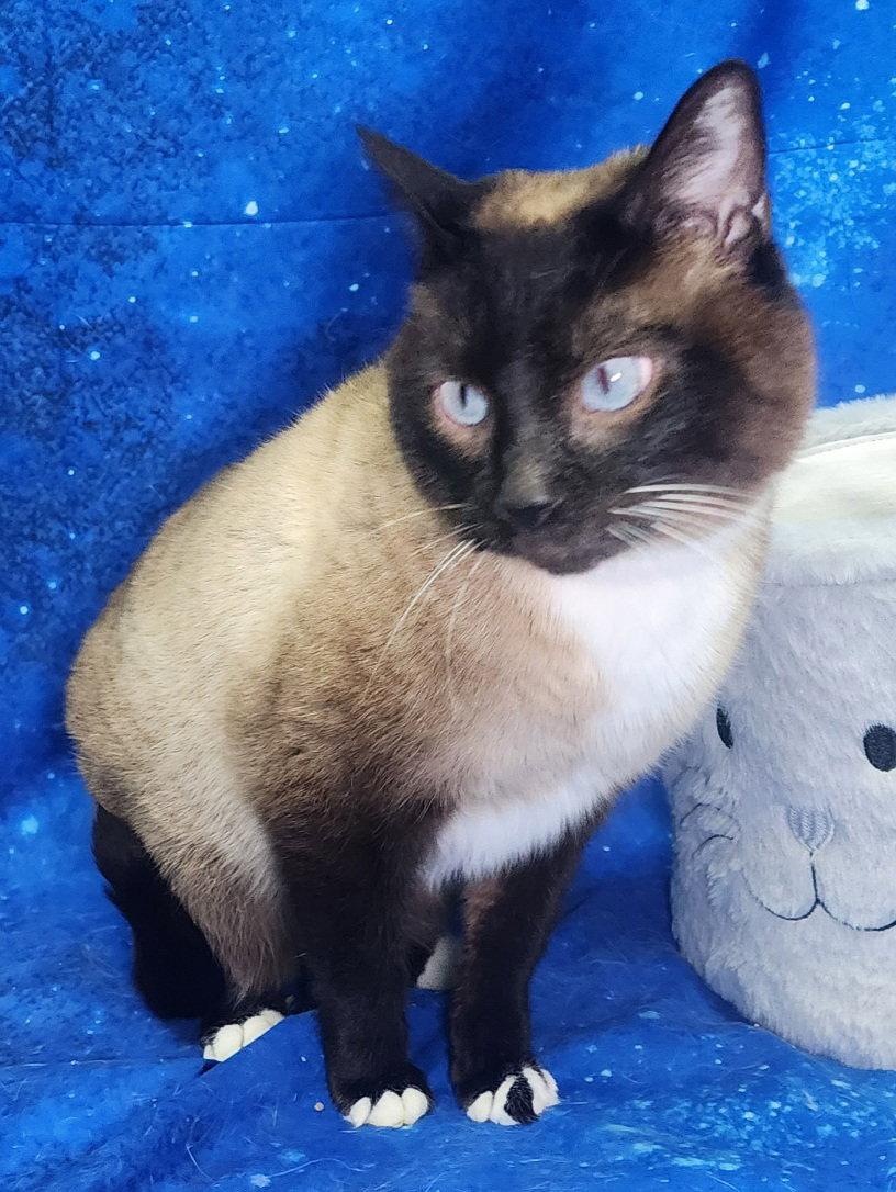 Enlarge 260132  Toast, a Adopted Domestic Short Hair in Wetumpka, AL image 2/3