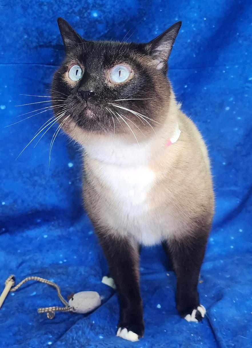 Enlarge 260132  Toast, a Adopted Domestic Short Hair in Wetumpka, AL image 3/3