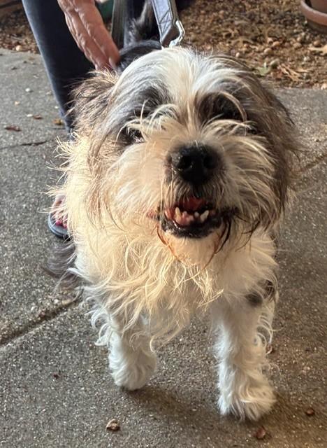 Enlarge MARBLE, a Adopted mixed breed in fort worth, TX image 4/6