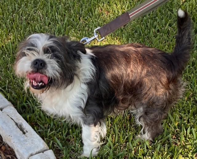 Enlarge MARBLE, a Adopted mixed breed in fort worth, TX image 5/6