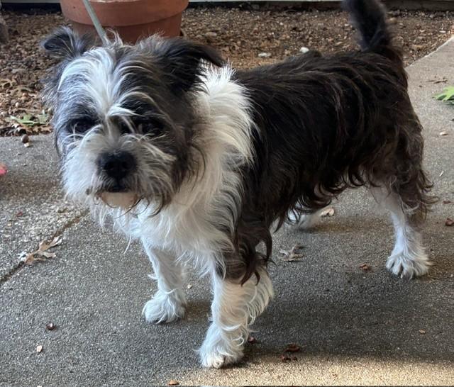 Enlarge MARBLE, a Adopted mixed breed in fort worth, TX image 6/6