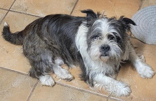 Enlarge MARBLE, a Adopted mixed breed in fort worth, TX image 2/6