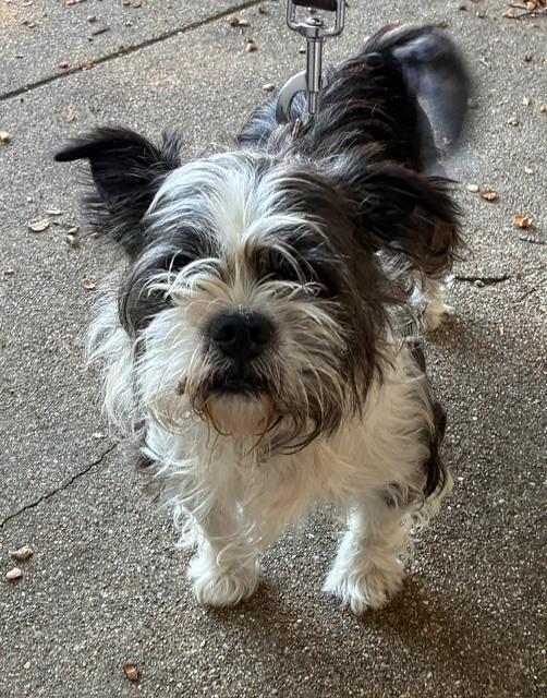 Enlarge MARBLE, a Adopted mixed breed in fort worth, TX image 3/6