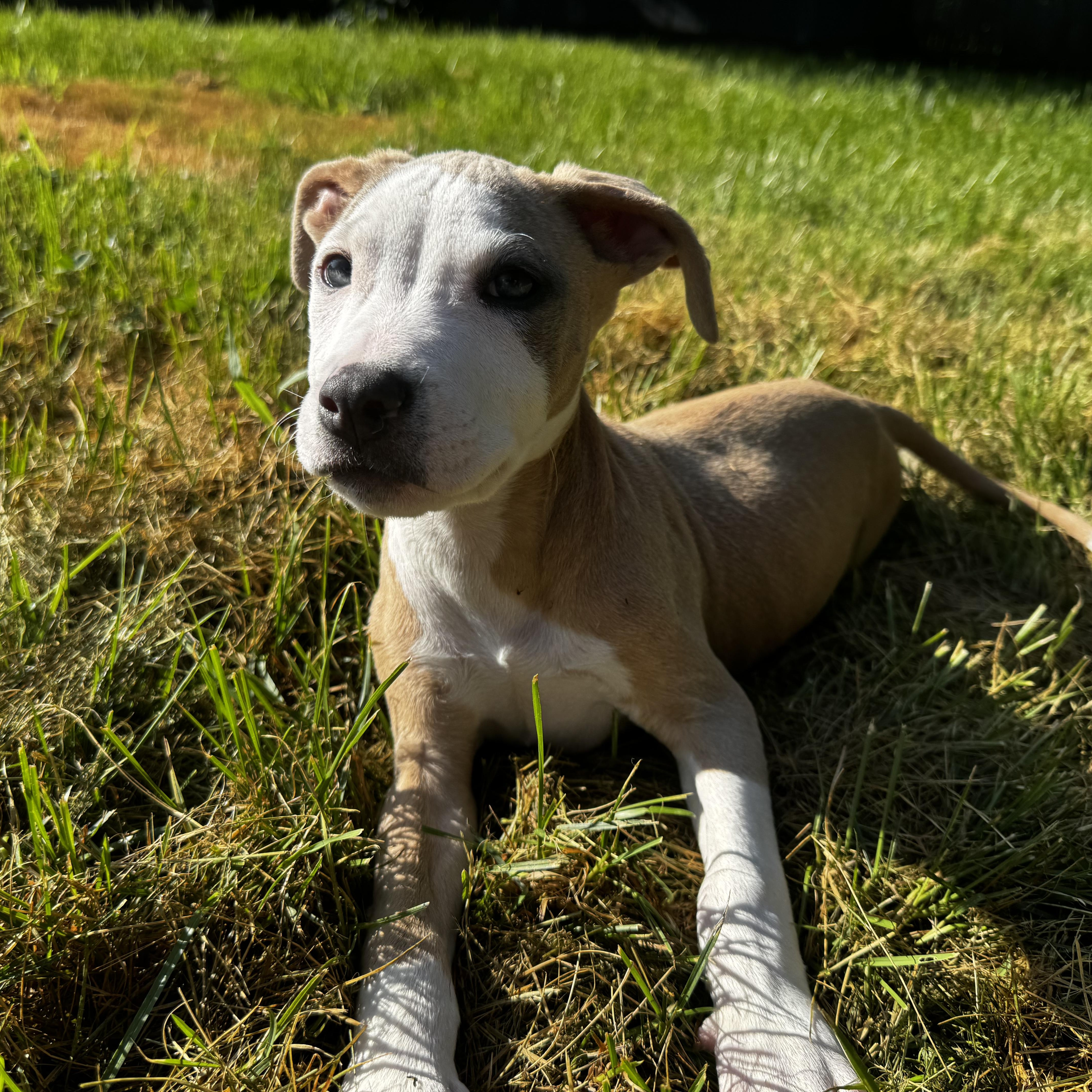 Hans, Adoptable, Puppy Male American Staffordshire Terrier.