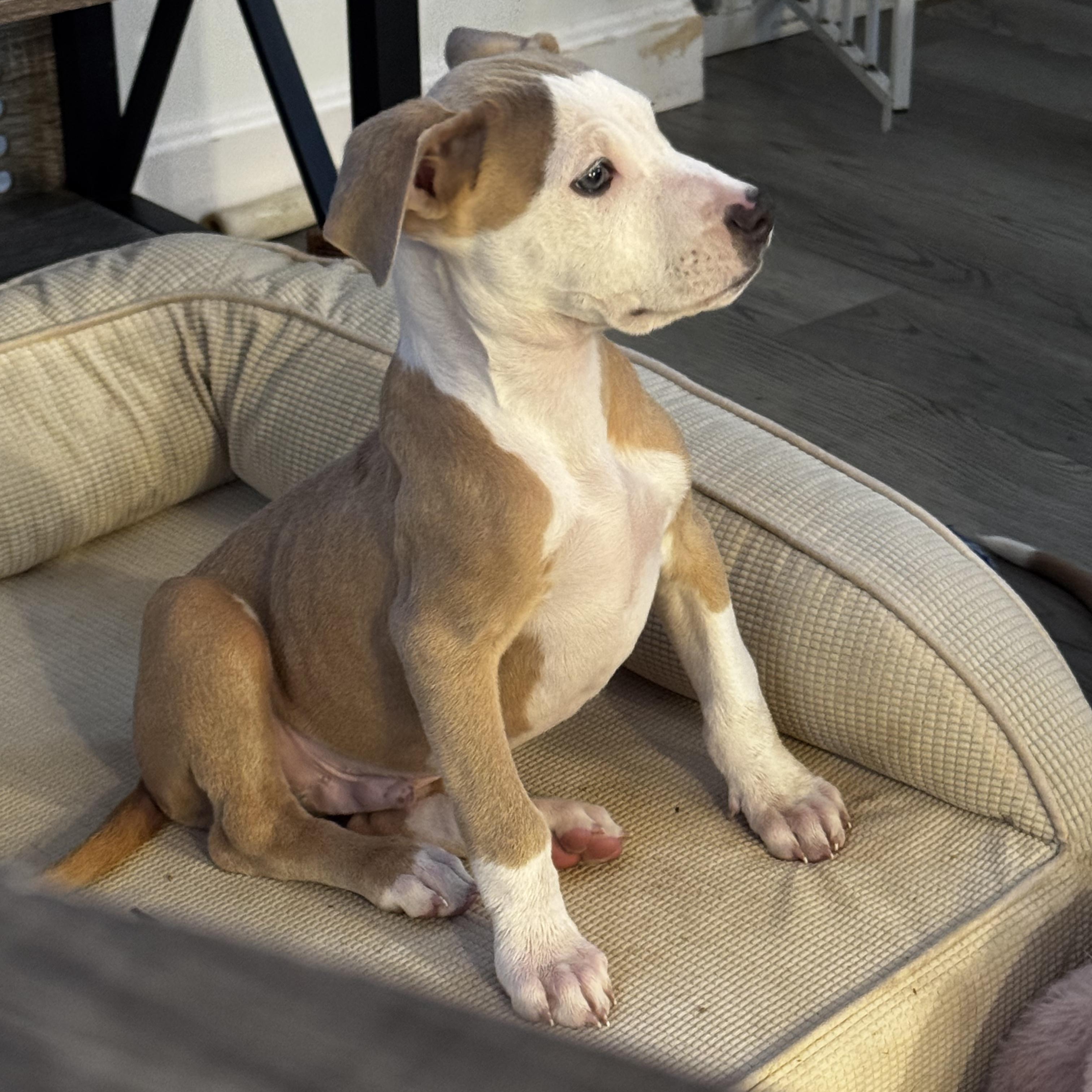 Enlarge Hans, a Adoptable mixed breed in Portland, ME image 2/5