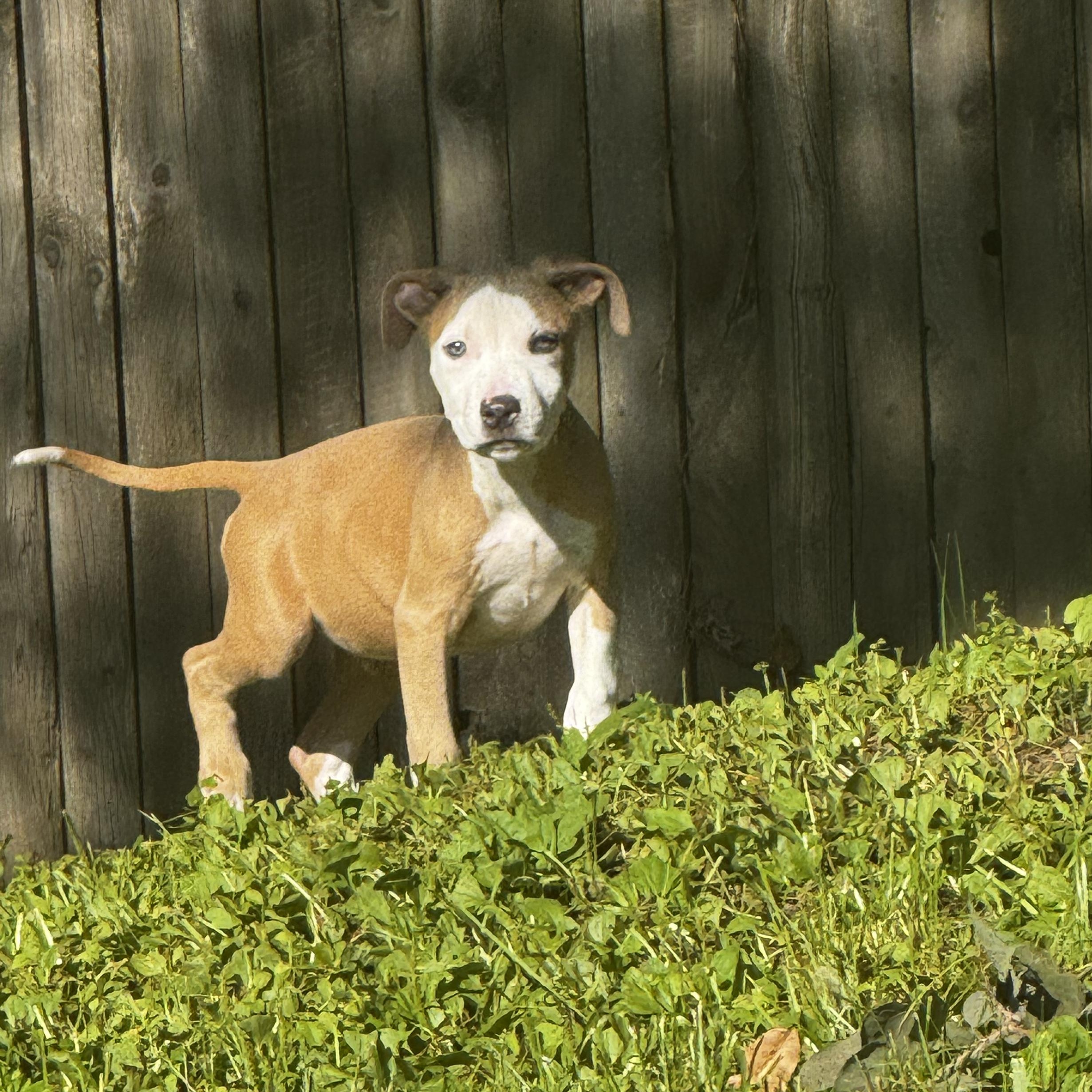 Enlarge Hans, a Adoptable mixed breed in Portland, ME image 5/5