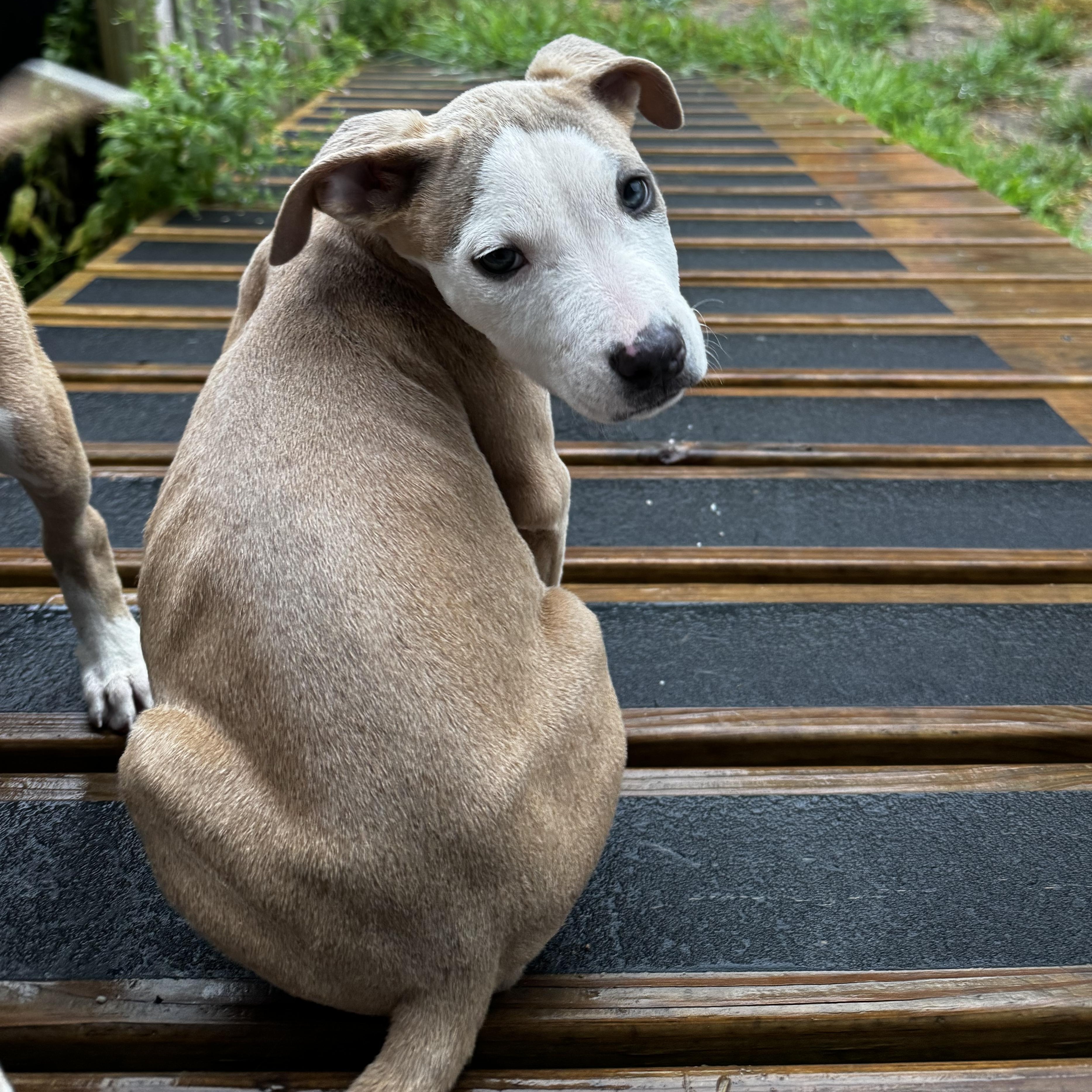 Enlarge Hans, a Adoptable mixed breed in Portland, ME image 4/5