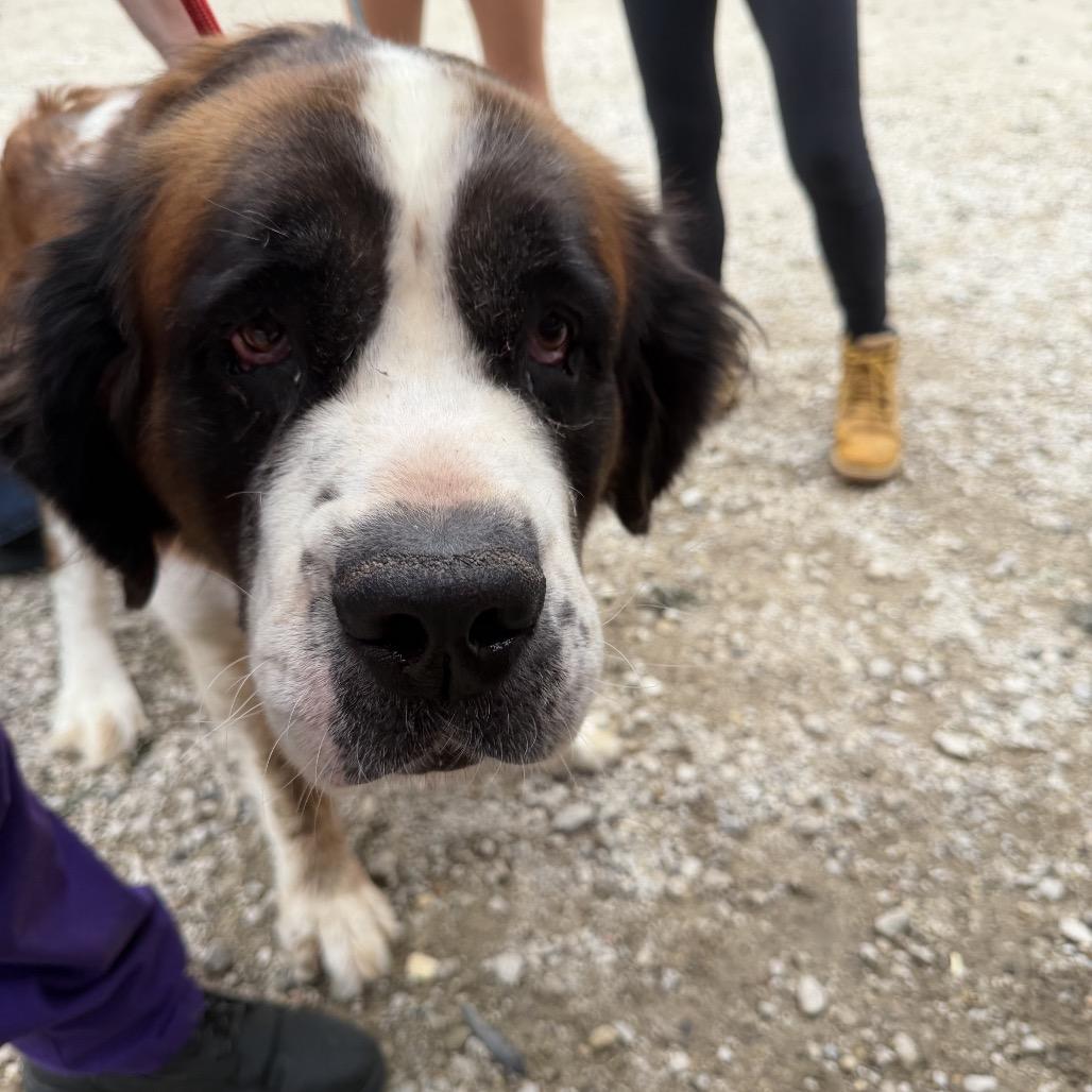 Chantel, Adoptable, Adult Female Saint Bernard.
