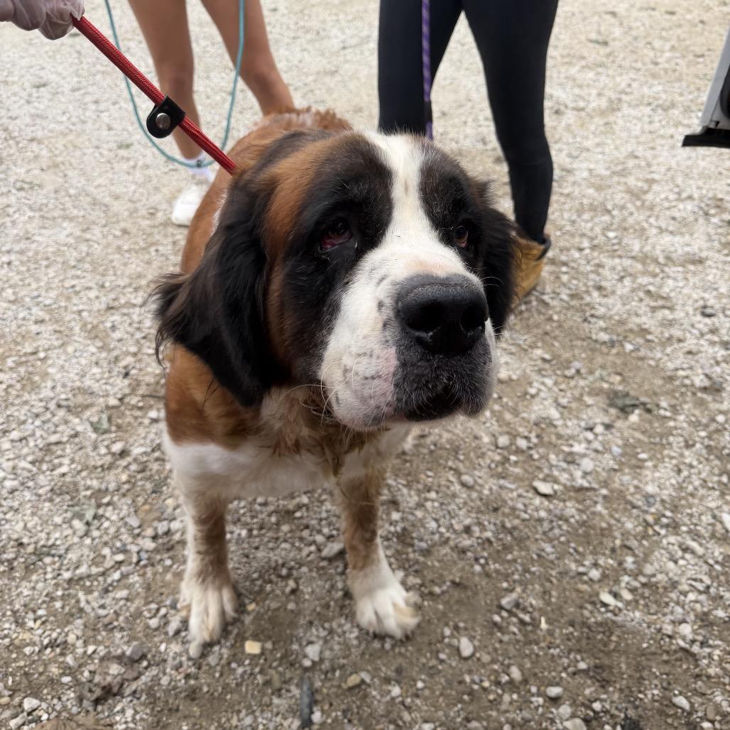 Enlarge Chantel, a Adoptable Saint Bernard in Northbrook, IL image 2/2